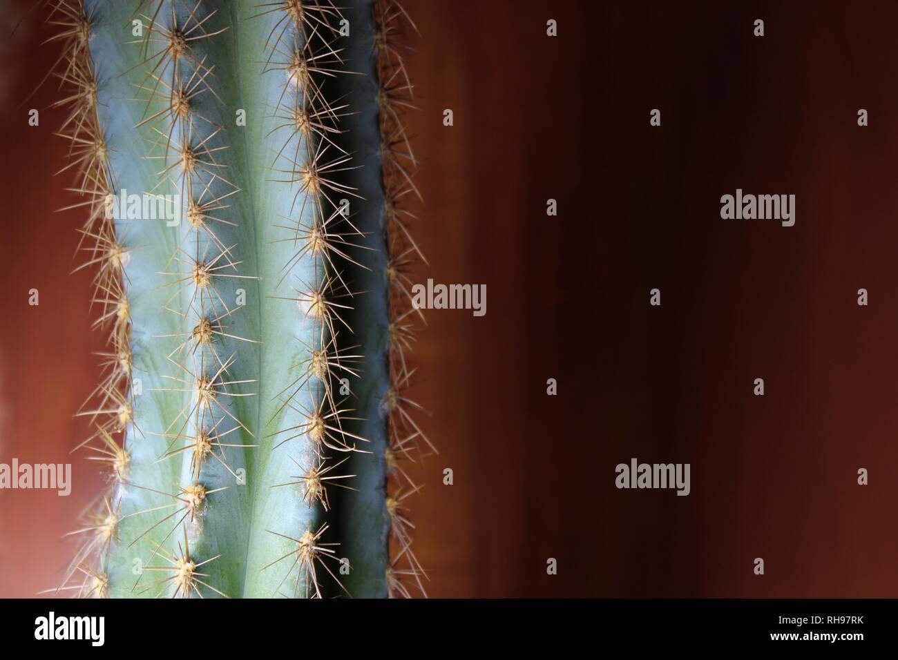 Hoch Kaktus zimmerpflanze vor gebrannten orange gestrichene Wand. Textur von Kaktus im Fokus mit Detail. Stockfoto