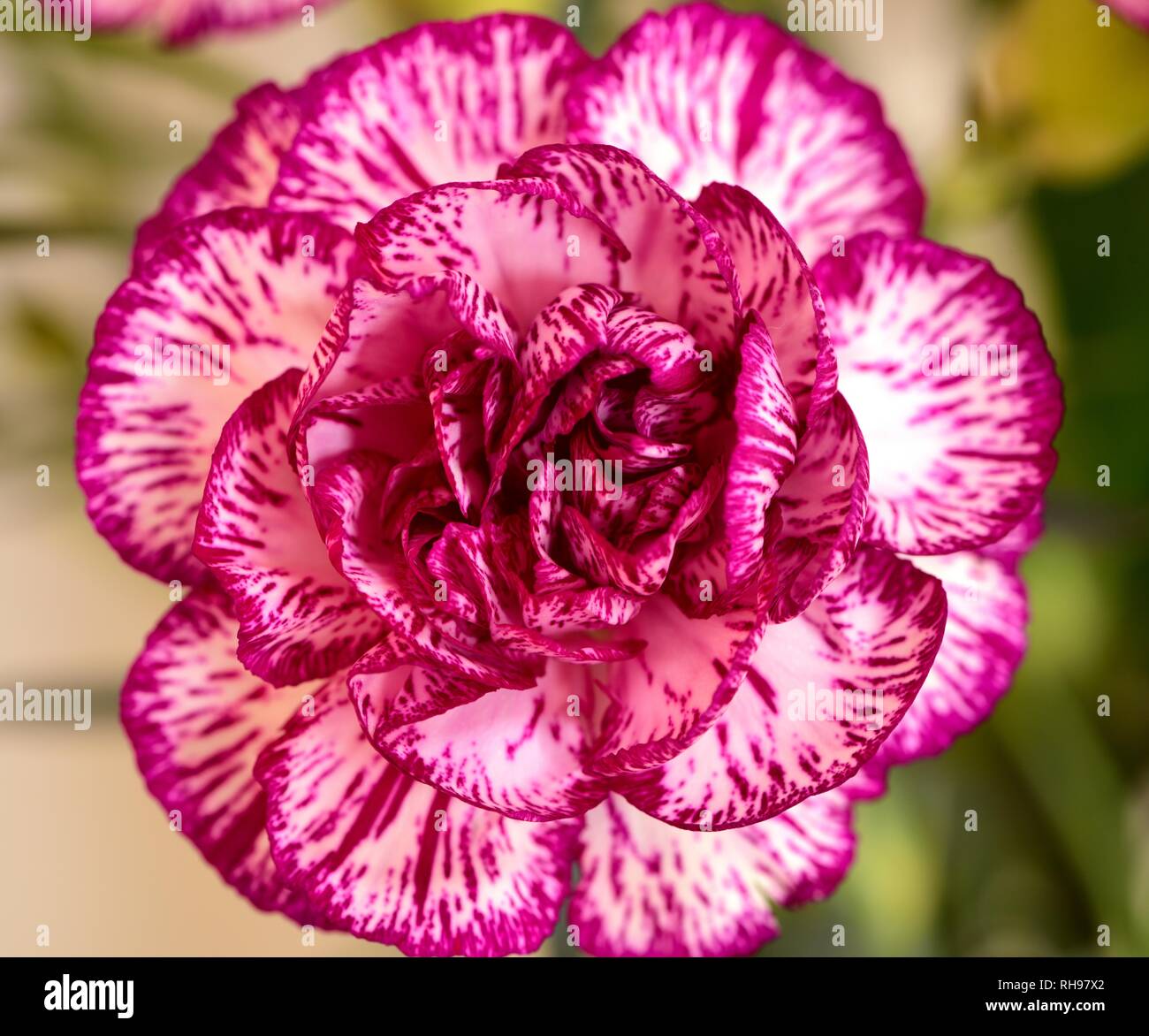 Eine Nahaufnahme einer rosa Nelke. Stockfoto