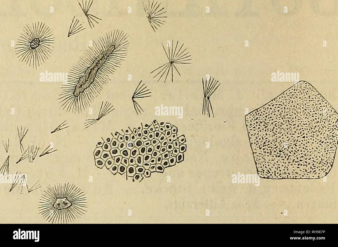 . Botanische Zeitung. Pflanzen, Pflanzen. 739 740 welche sich in der Sammlung des Pharmako-logischen Instituten der Wiener Universität vorfanden und mir von dem Vorstande, Herrn Professor Dr. A. Vogl freundlichst zur Ver-fügung gestellt wurden. Die Samen von Cassia Tora L. Sindh hel-ler (grünlich gelb) als sterben Samen von Cassia occidentalis bezeichnet und in der Form wesentlich von ihnen verschieden. Sie sind einem monokli-nischen Prisma vergleichbar, oder einem Kur-zen Zylinder mit schiefen, parallelen End-Flächen. Ihre Länge beträgt etwa 4 mm, Dicke 2,5 mm. Die Oberhaut ist glänzend, glatt, unter Stockfoto