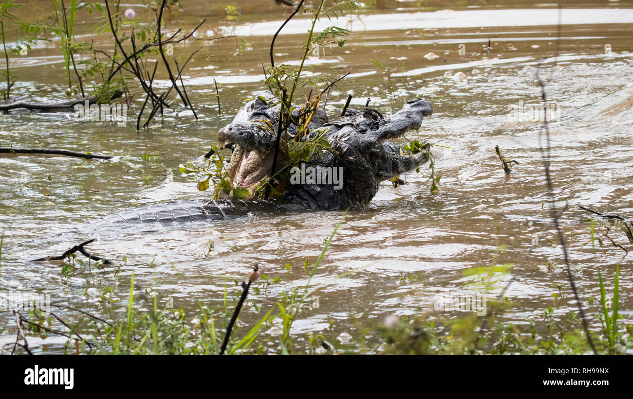 Caiman Yacare Stockfoto