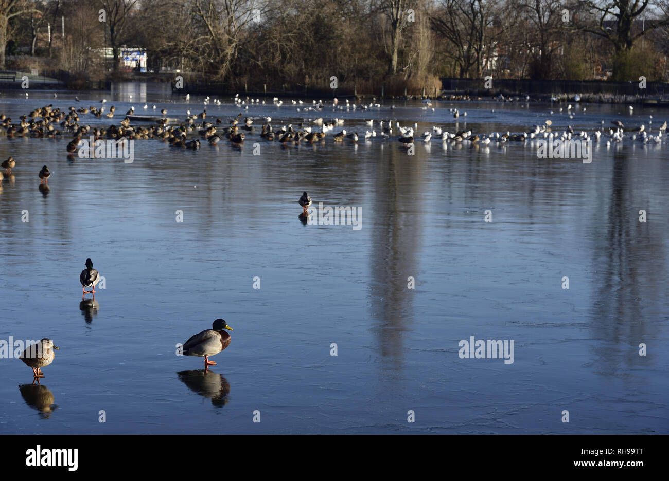 Winter Szene, Albert Park Lake, Middlesbrough, zeigt eine große Zahl von Wildvögeln einschließlich viele Stockente. Stockfoto