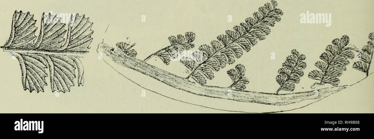 . Botanische Jahrbu? cher fu?r Systematik, Pflanzengeschichte und Pflanzengeographie. Botanik; Plantengeografie; Paleobotanie; Taxonomie; Pflanzen. 254 W. Gotlian. durch Kidsion; wie eine Besichtigung des Stückes in Brüssel ergab, ist sowohl die Bestimmung wie auch der Fundort ohne Zweifel richtig. Eine weitere Pflanze, sterben in Saarbrücken sehr häufig, anderswo aber nur sehr selten gefunden ist, ist "OcUmtopteris Margaritopteris (*) (0 (mami Andr. sJ This ist in demselben Horizont wie S. Befrancei außerdeJ gemein, ist aber nur sehr sporadisch gefunden worden. So sind aus England ein oder zwei S Stockfoto