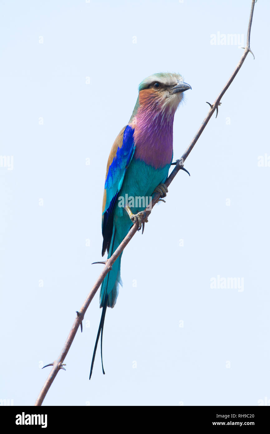 Lilac-breasted Roller im South Luangwa National Park Stockfoto