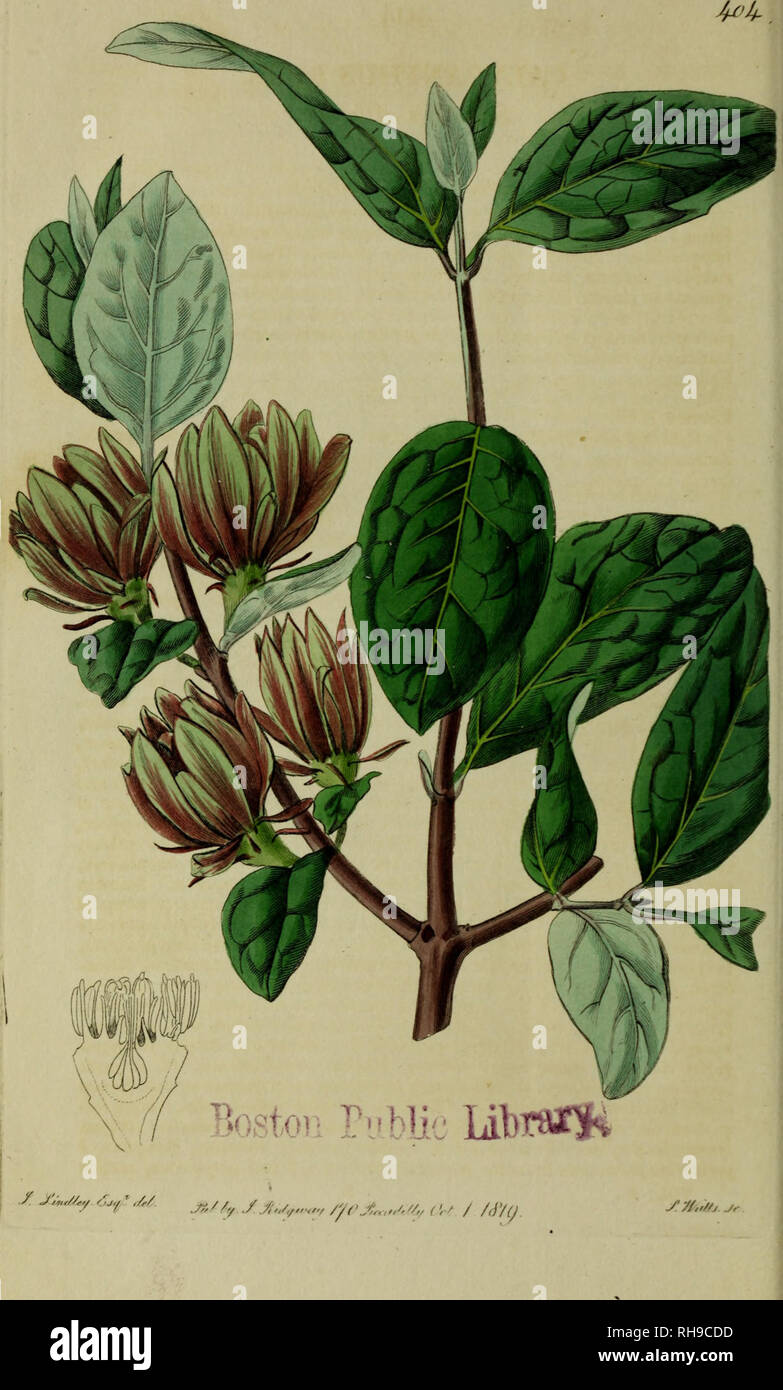 . Der Botanische registrieren bestehend aus farbigen Figuren. Pflanzen