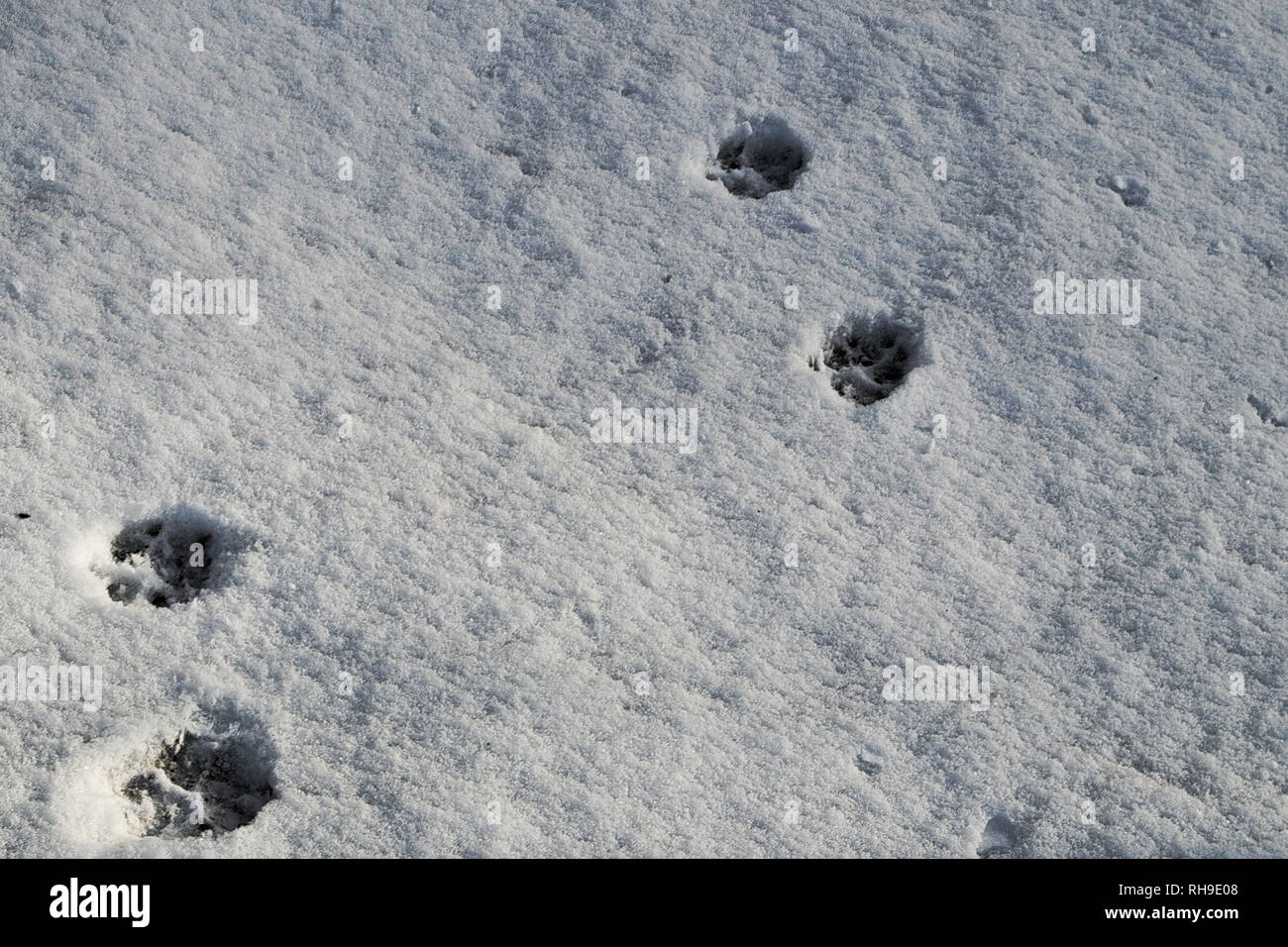 Hund oder Katze Spur in den Schnee Stockfoto