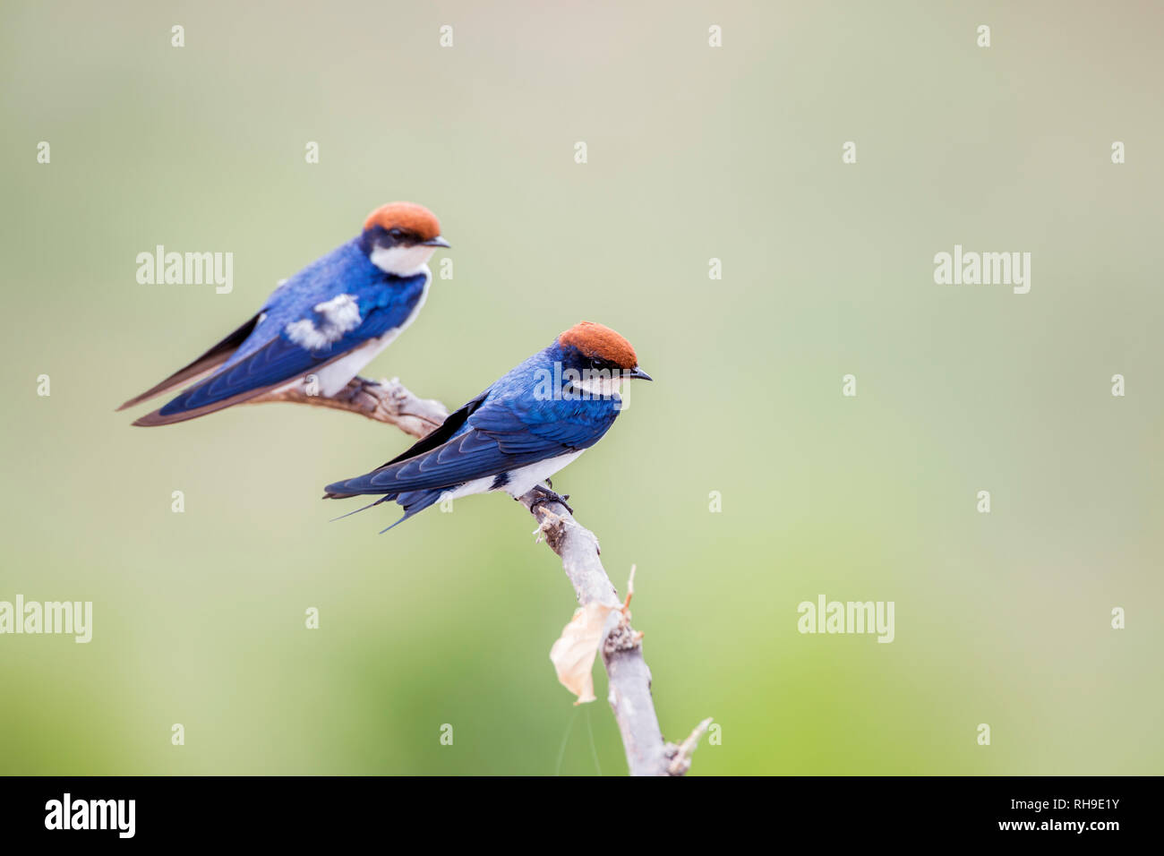 Kabel tailed Swallow im Krüger Nationalpark, Südafrika; Specie Hirundo smithii Familie Hirundinidae Stockfoto