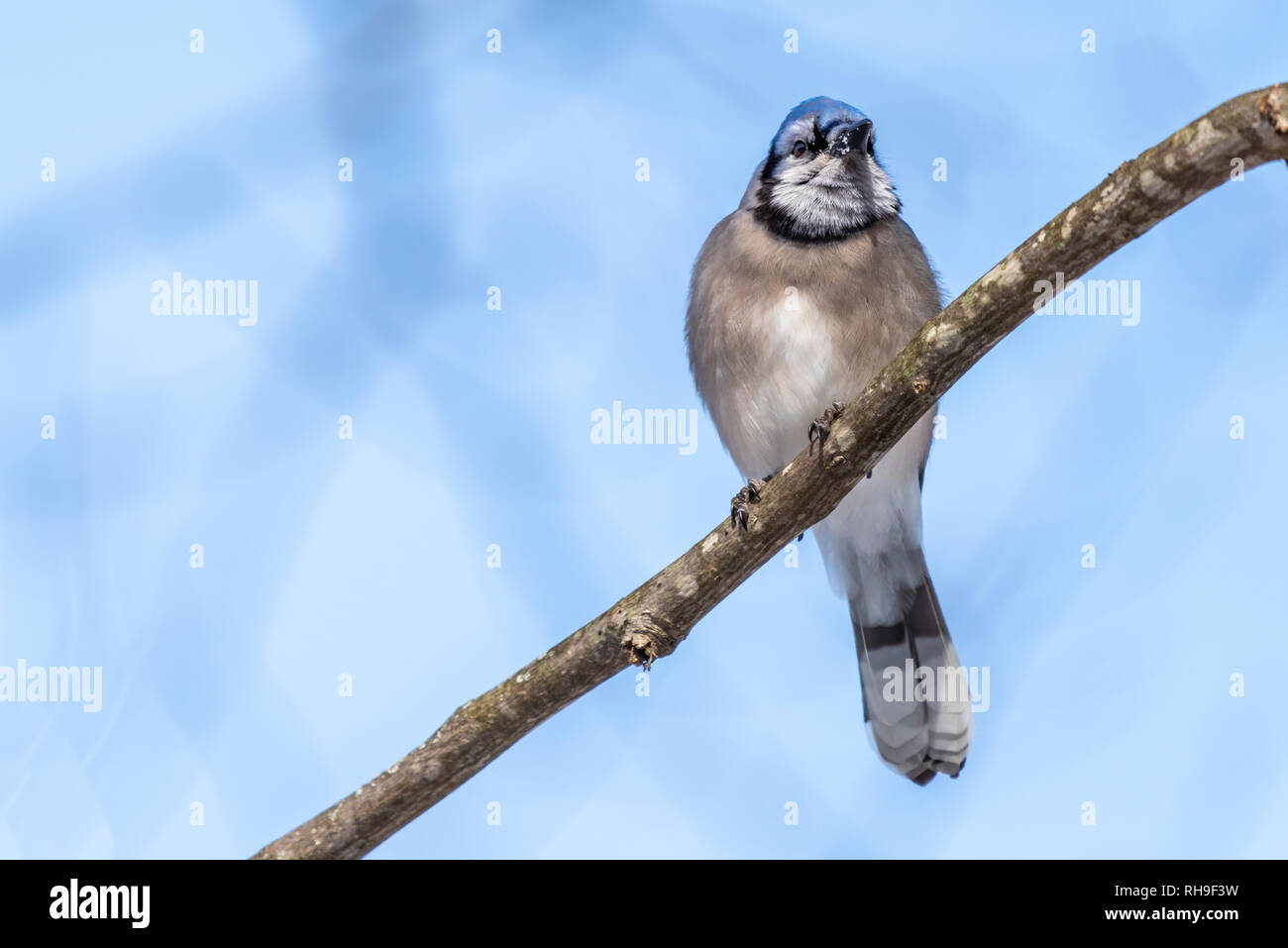 Blue Jay (Cyanocitta cristata) thront auf einem Zweig vor einem blauen Hintergrund im Winter. Stockfoto