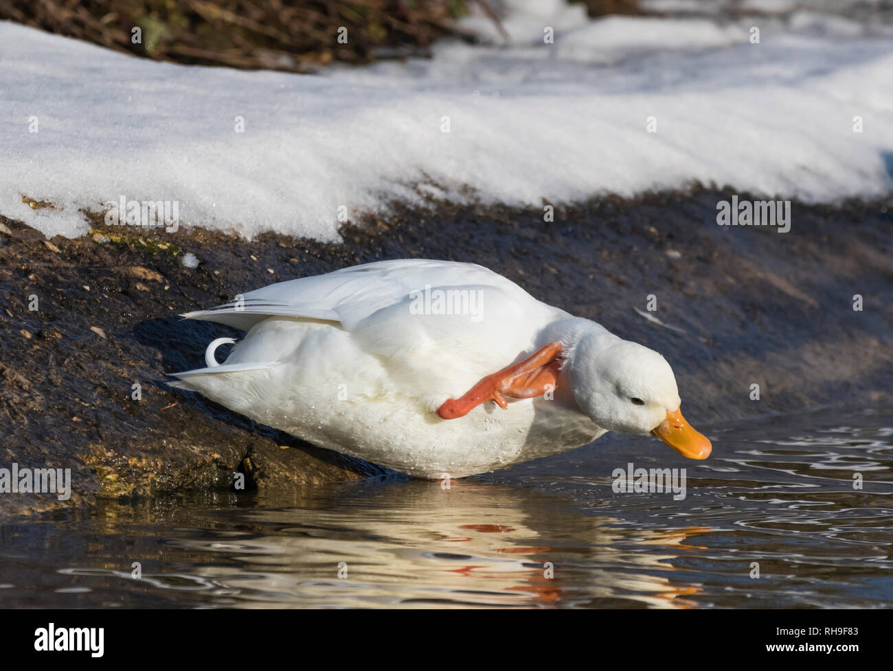 Häuslich Drake weiß Call Duck (Anas Platyrhynchos), aka Coy Ente & Decoy Ente, Verkratzen durch Wasser im Winter in West Sussex, UK. Stockfoto