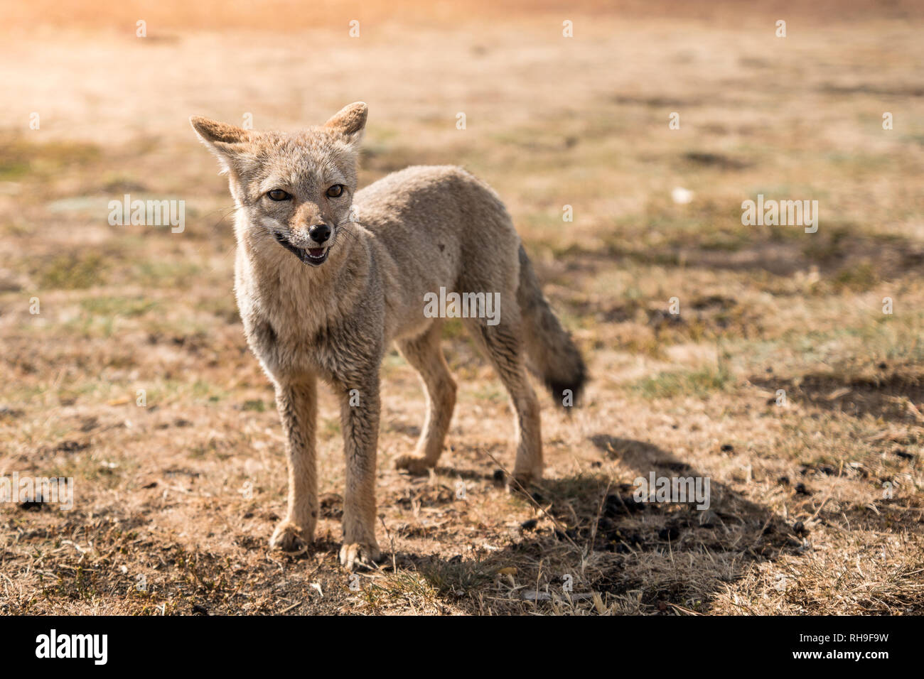 Neugierig Andean Fox auf einer Estancia in Patagonien Stockfoto