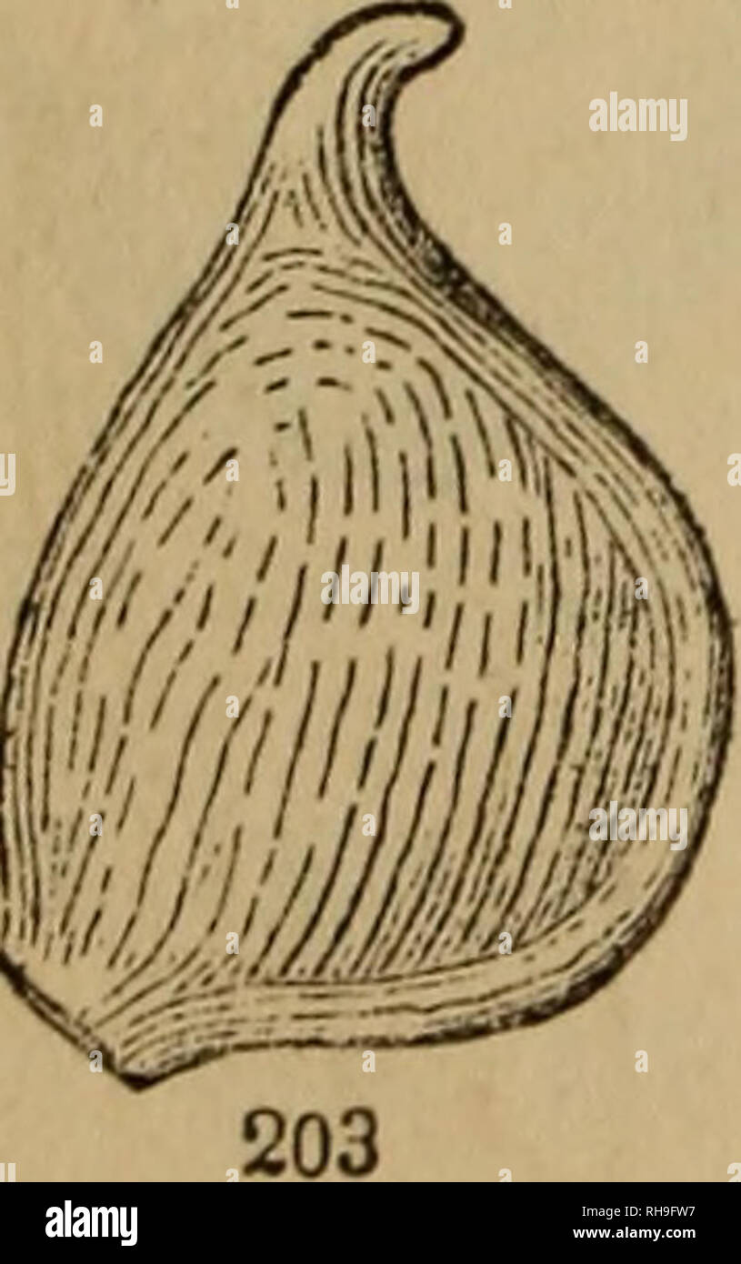 . Botanik für Jugendliche und Schulen. Botanik. . Bitte beachten Sie
