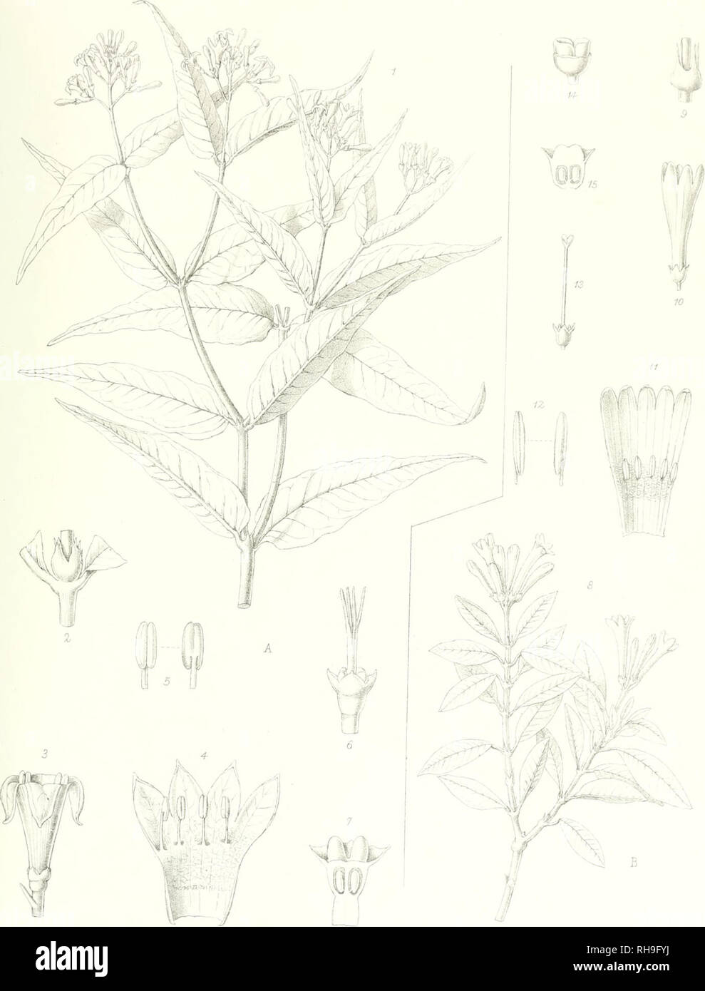 . Die Botanik der Roraima Expedition von 1884. Pflanzen Roraima