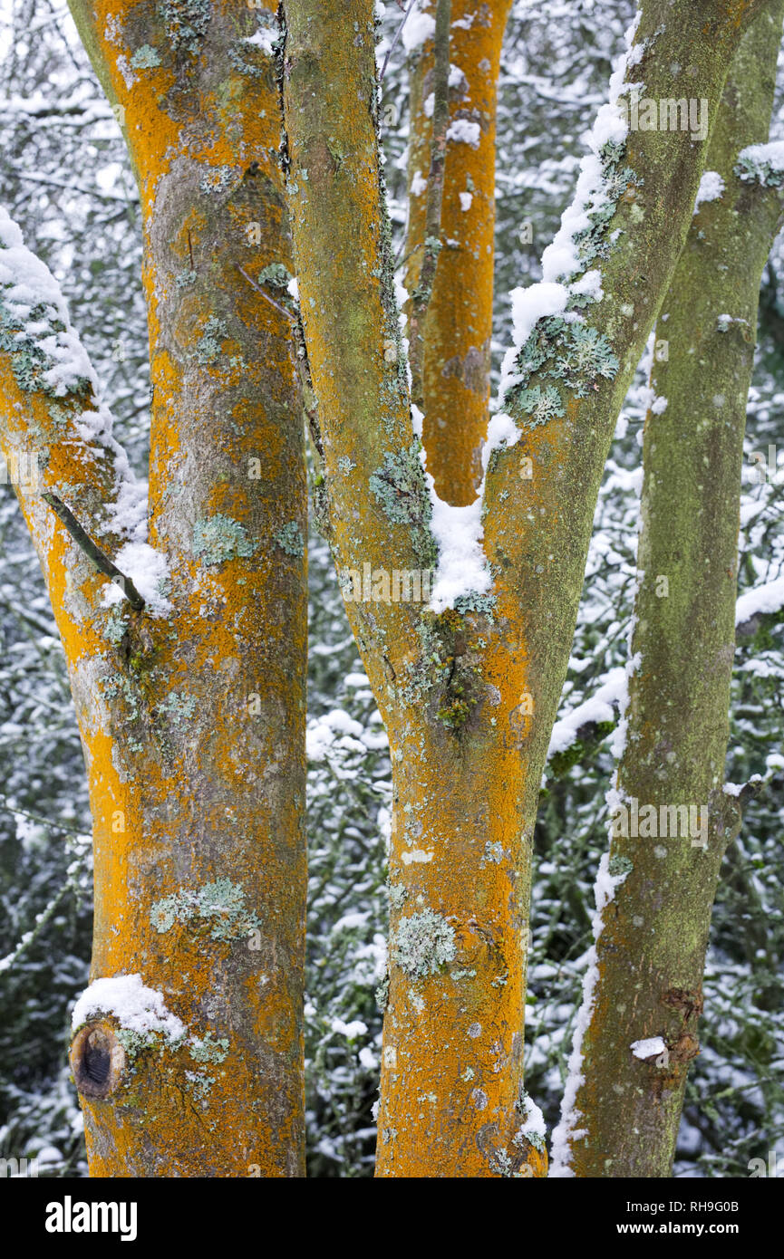 Flechten bedeckt Bäume im Winter. Stockfoto