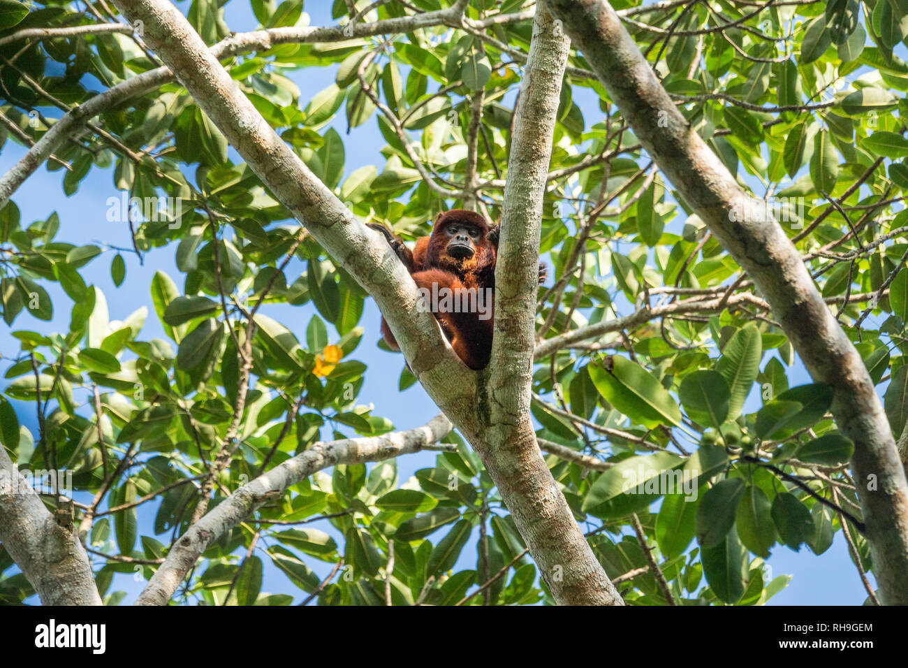 Bolivianischen roten Brüllaffen auf Baum im Nationalpark Madidi,  bolivianische Amazon Stockfotografie - Alamy