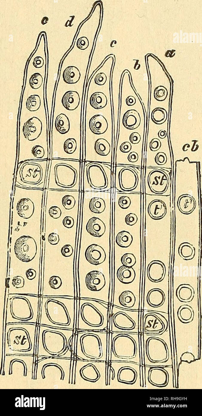 . Botanik für Schulen und Hochschulen. Botanik. THICKENmaS DER MAUER. 25 tliickening gated Risse, wie in Abb. 14, oder in irgendeiner Form zwischen diesen mittelstufe. Gruben mit länglichen Risse kann gedreht werden, indem Sie ihnen, wenn sie in der Ansicht von vorn gesehen, die Darstellung von zwei Spalten (Abb. Kreuzung. 14^4, B). 30.- In der Verdickung der Zellen des Holzes der Coniferae behöften Tüpfeln gebildet (Abb. 15). Hier große runde Bereichen der Wand bleiben dünn, und die Masse Bögen über Ihnen auf allen Seiten so niedrig Kuppeln (Abb. zu bilden. 16, i^); oben auf der Kuppel eine kleine runde Öffnung Stockfoto