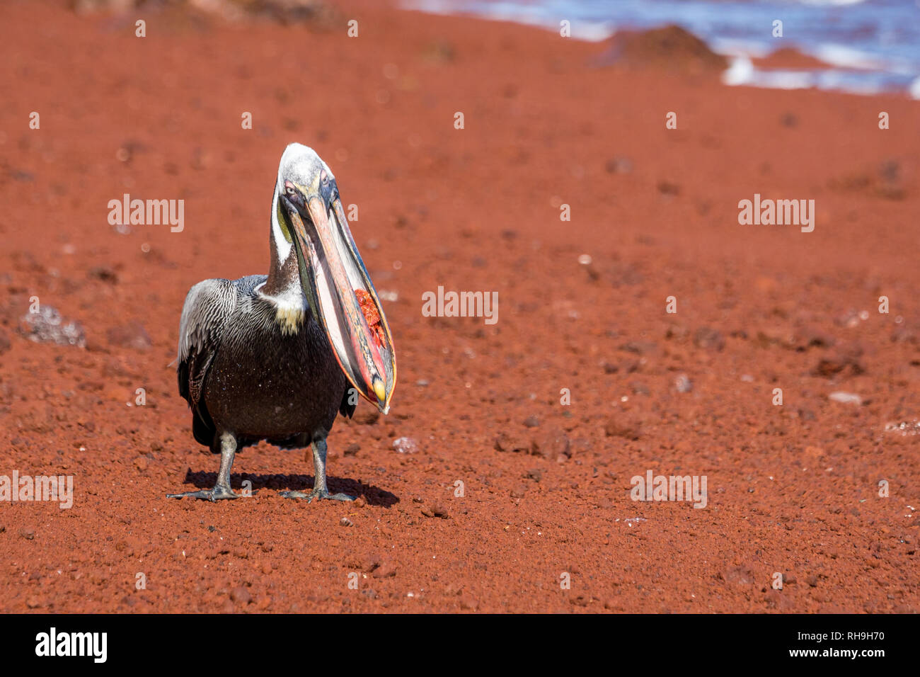 Dieser Fisch pelican Essen auf dem Roten Sand Strand von Isla Rabida auf Galapagos gefunden. War lustig zu sehen, wie er kämpfte, um das Beten zu swallong. Stockfoto