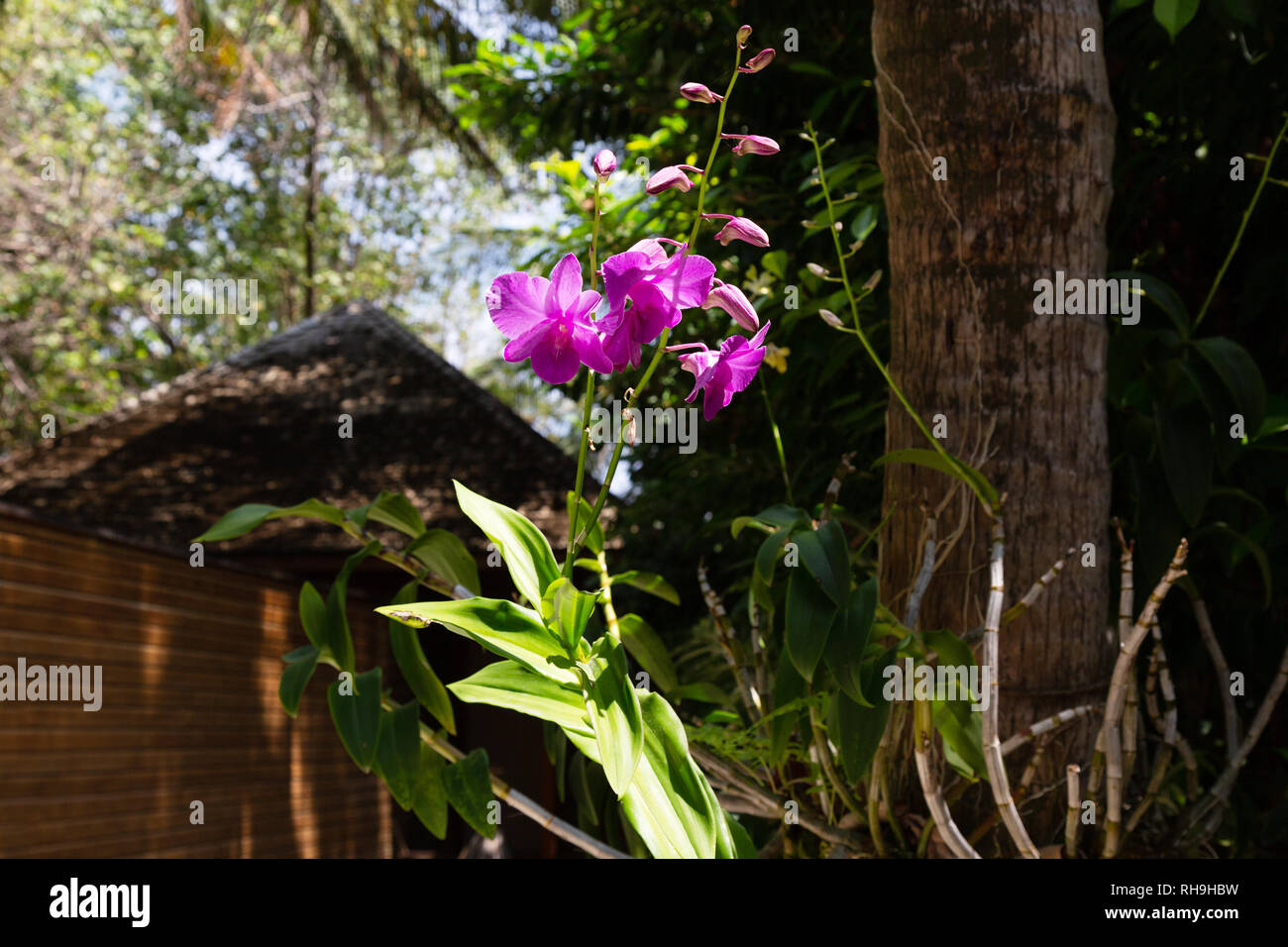 Die Malediven - Orchideen wachsen und blühen, Veligandu Island, Rasdhoo Atoll, Malediven, Asien Stockfoto