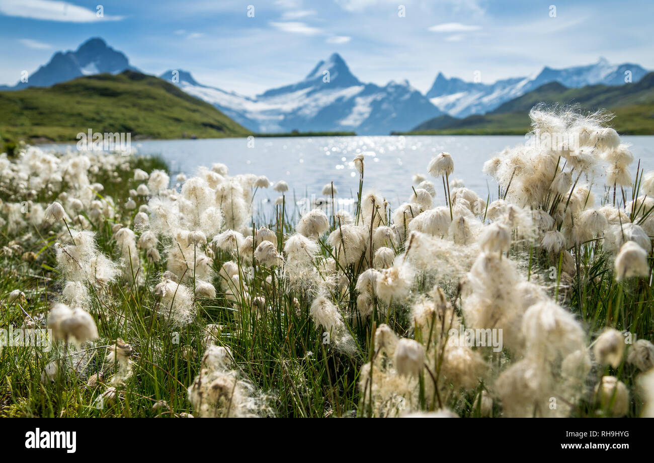 Ich habe für diese Aufnahme von Sony World Photo Awards in der Kategorie Natur gelobt. Es war am Ufer des Bachalpsee hoch über der berühmten tou genommen Stockfoto