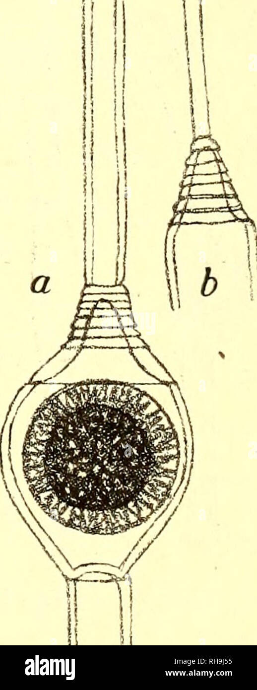 . Botanisk Tidsskrift". Botanik; Pflanzen; pflanzen. Abb. 10. crassit. Zelle, VEGET 4 - 7/*, altit. 4,5 - 12 - plo-m. ; Oogon 21-23/01, "23-35/^; "oospor 19 - 20/;, "15-20/*; "Zelle, androspor. 4 - 7 /;", 7-12/*; "nannandr 6-7 //, "14-16/*. Hab. : In lacu ad Raabjerg-Mile peninsulae Jylland. Oe.danicum fra Raa-BJERG - Meile ligner den monø ciske-Oe. Petri noget; Männer den afviger ved at Dvaergplanter, der er een-cellede, og ved at de vegetativen Geller er laengere. Oe.velatum jetzt spec. (Abb. 11.) Oe.dioicum?; oogoniis singulis, ellipsoideo - globosis; operculo apertis, circumscissione Superiore; öo Stockfoto