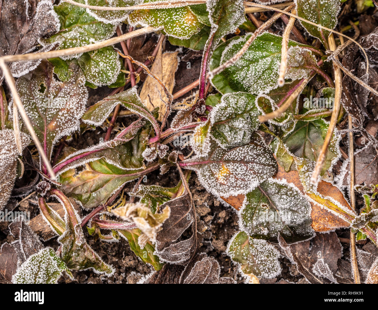 Gefrorene Bergenia cordifolia verlässt. Stockfoto