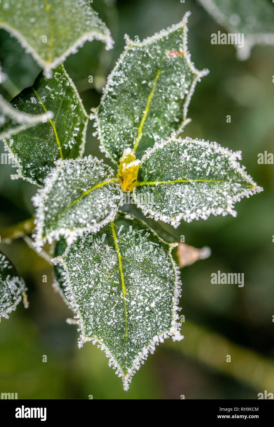 Holly Blättern bedeckt im Frost. Stockfoto