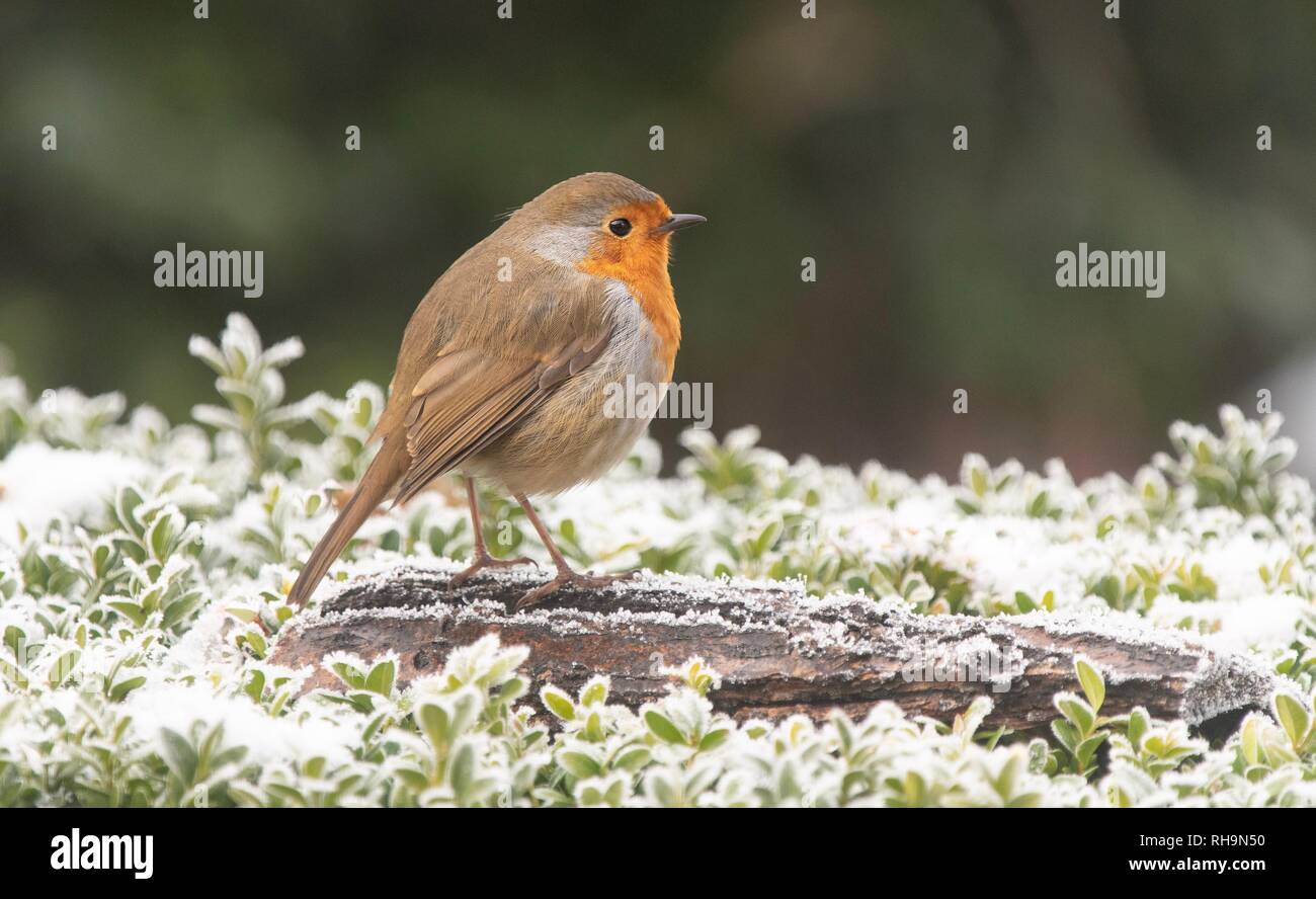 Robin thront auf einem Baumstamm im Schnee Stockfoto