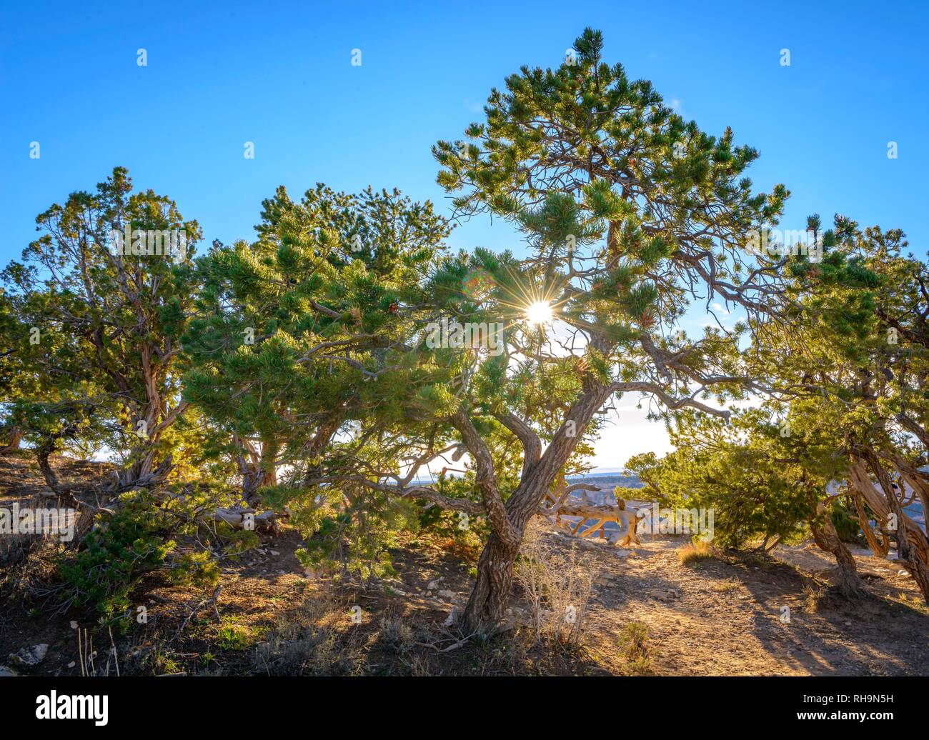 Solar Stern, die Sonne scheint durch die Nadeln einer Pinyon-Pine, Pinyon Piñon Fichten oder Kiefern (Pinus) am Rande des Grand Stockfoto