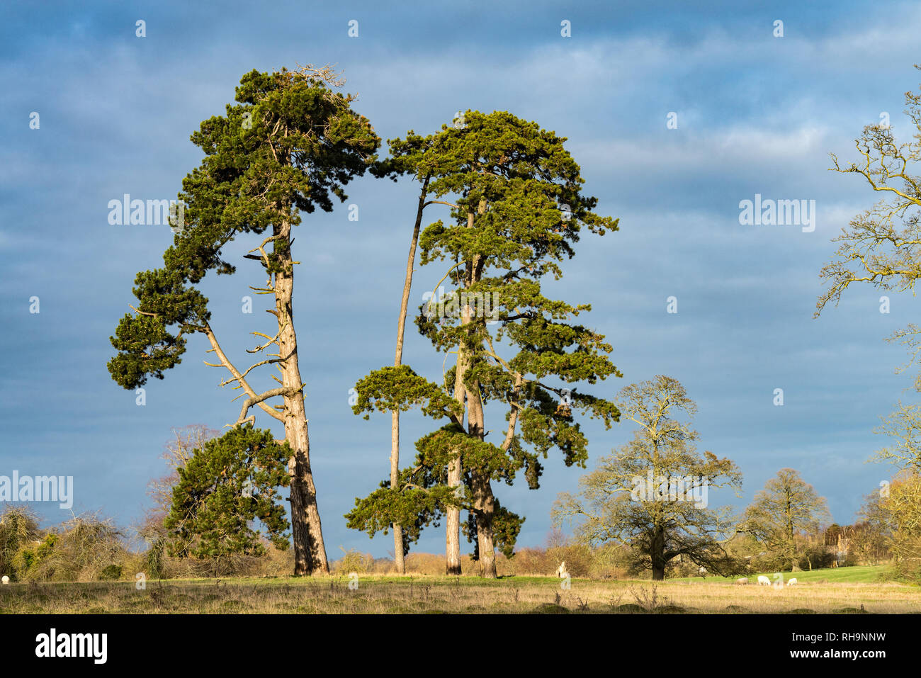 Vier hohen Pinien in einem Cotswold Landschaft auf einem sonnigen Wintertag Stockfoto