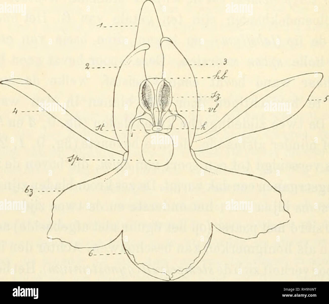 . Botanisch jaarboek. Pflanzen, Pflanzen-- Deutschland. - 318 - wijze), en in Abb. 11 afgebeeld ist. Dit stuifmeelklompje bestaat. Abb. 9. - Orchis),) nculata, van Voren gezien. (Naai-rJe Natuur). - /, 5, S, drie bloemdekbladen Sterben te zamen den belm Vormen. - 4, J, zijdelingsche, afstaande bloemaekbladen. - 6, onderste bloemblad op Lippe. - Sp. ingang der Spoor. -St, stempeloppervlakte. - H, beursje waarin de hechtkliertjes opge-Sloten zijn. - Vl, middelste, vliezig aanhangsel van den voorovergebogen snavel, sterben h aan zijn Top draagt. - Sz, stuifmeelzakje. geopend. - M, bovenst gedeelte van het hèlmbin Stockfoto