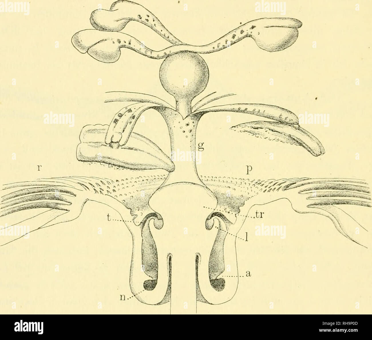 . Botaniska studier, tellÃ¤Gnade F.R. Kjellman den 4. November 1906. Kjellman, F.R. (Frans Reinhold), 1846-1907; Botanik. c. A.. M. LINDMAN auch hier das Interesse vornehmlich anden Xektarverschluss. Radien des Nimbus stehen hier Sterben in 3 Kreisen. Die sehr kurzen PfÃ¤hle des Zaunes bilden viele konzentrische Kreise, und bin Torusrand am tiefsten sitzenden derselben sind in kleine HÃ¶cker reduziert. Das Zelt ist hier auffallend von einfachem Bau: nur ein hÃ¤utii^ Äh, schwarz-brauner Ring ohne Lappen oder Wimpern, der nach innen stark ein-gestÃ¼lpt ist und Ã¼ber den Rand der niedrigen Schwel Stockfoto