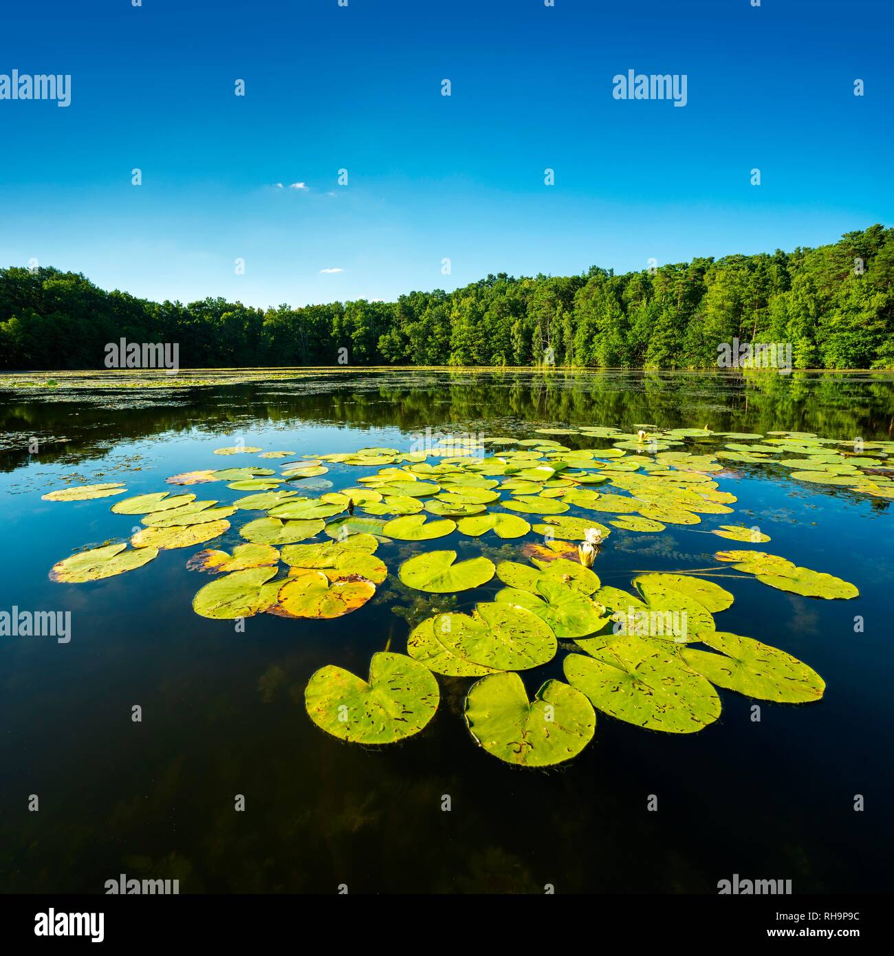 Kleiner See mit Seerosen, Naturpark Schlaubetal Park, Land Brandenburg, Deutschland Stockfoto