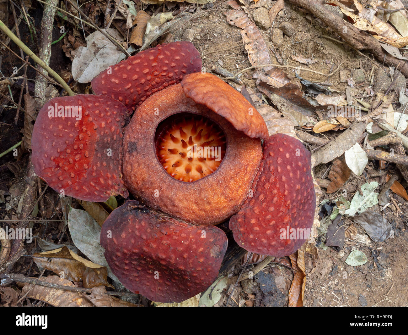 Rafflesia tuan - mudae in Gunung Gading Nationalpark, Sarawak, Borneo Stockfoto