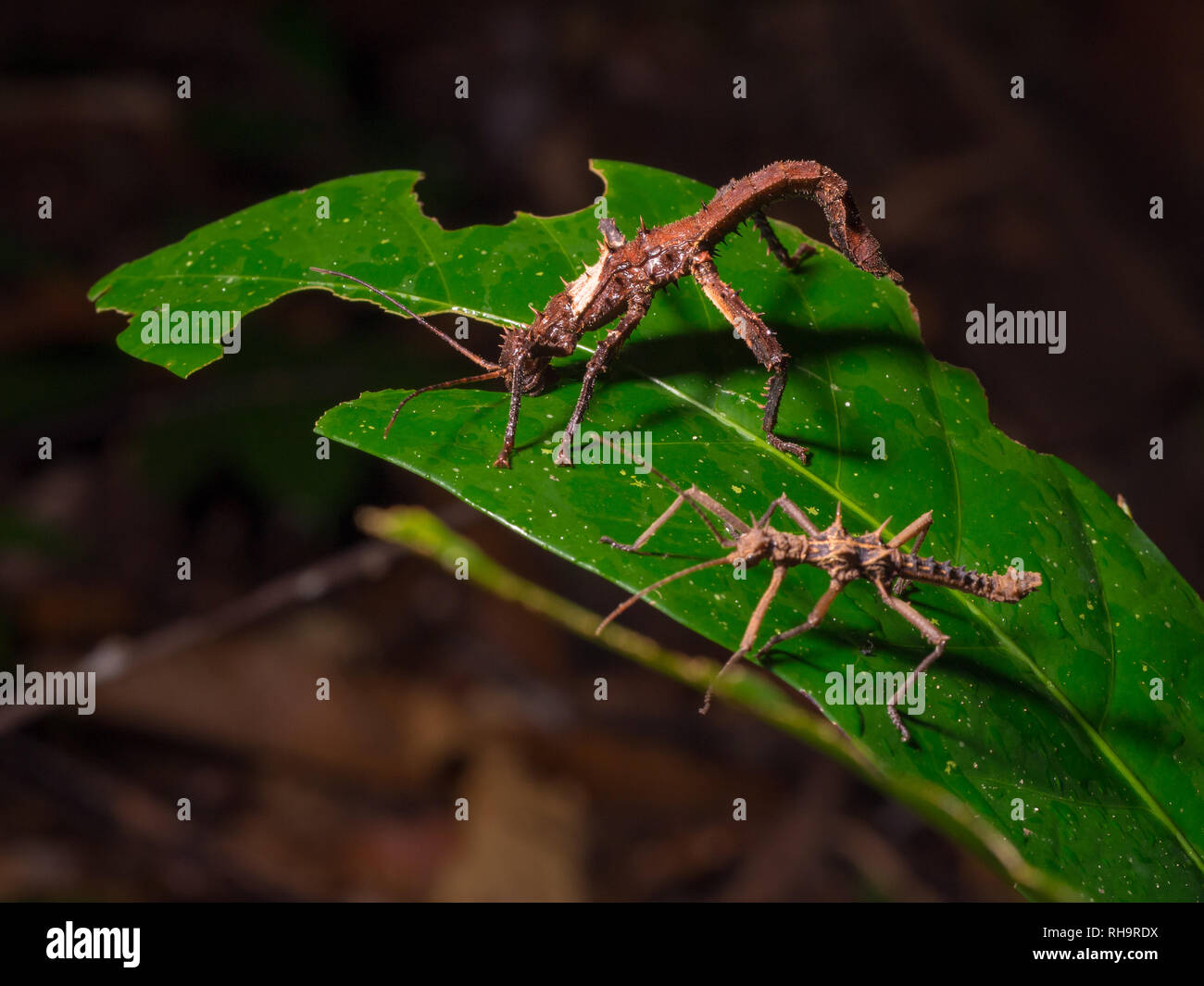 Riesige Stick Insekten in Gunung Gading Nationalpark, Borneo, Malaysia Stockfoto