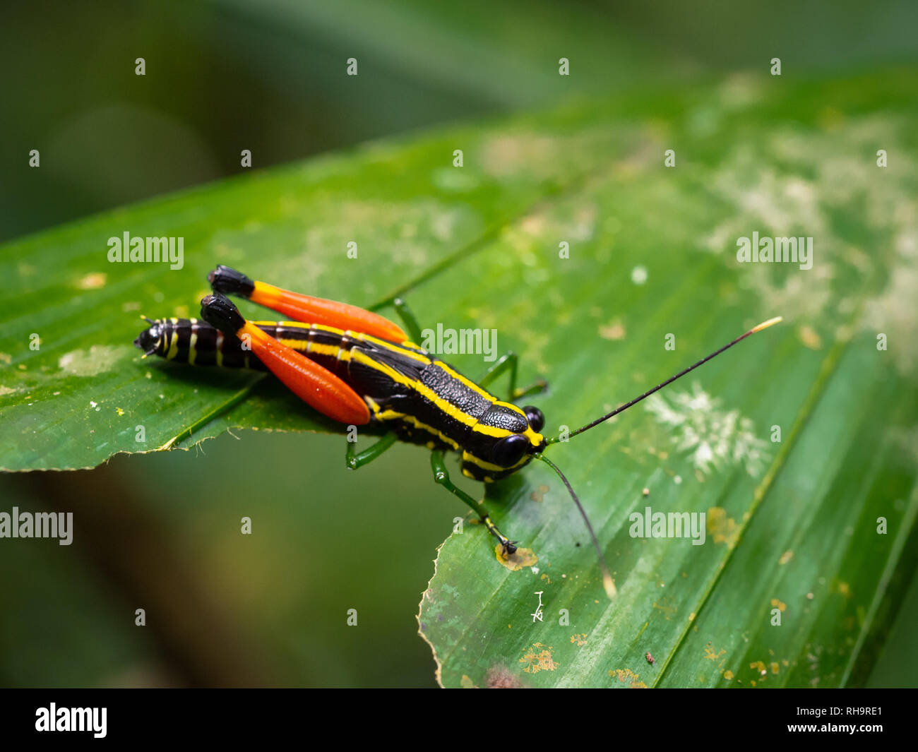 Rot - Oberschenkel Grasshopper (Traulia sp.) Fütterung auf ein Blatt im Gunung Gading, Sarawak, Malaysia Stockfoto