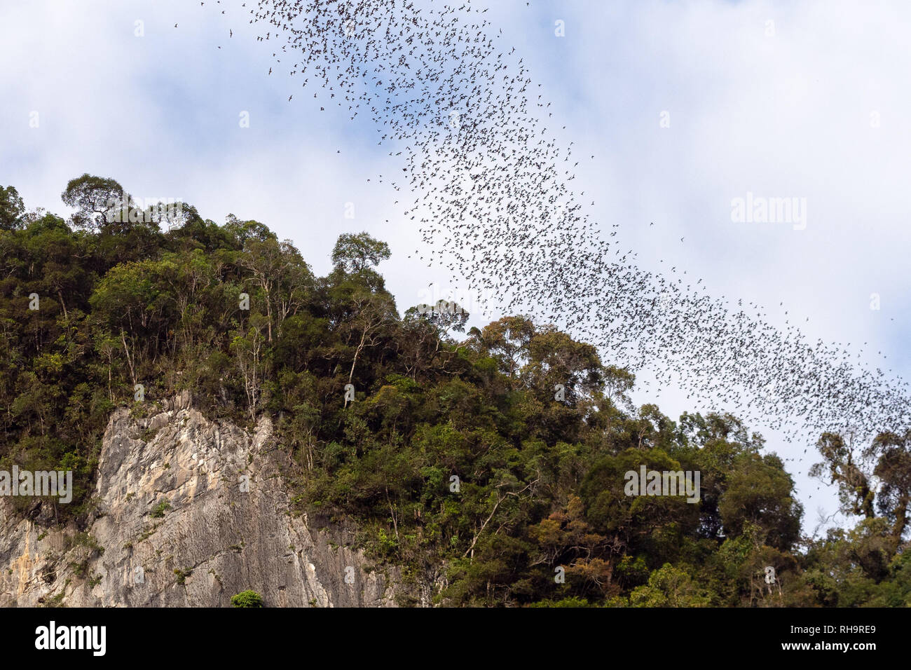 Schwarm Fledermäuse verlassen die Höhle im Gunung Mulu National Park, Borneo, Malaysia Stockfoto