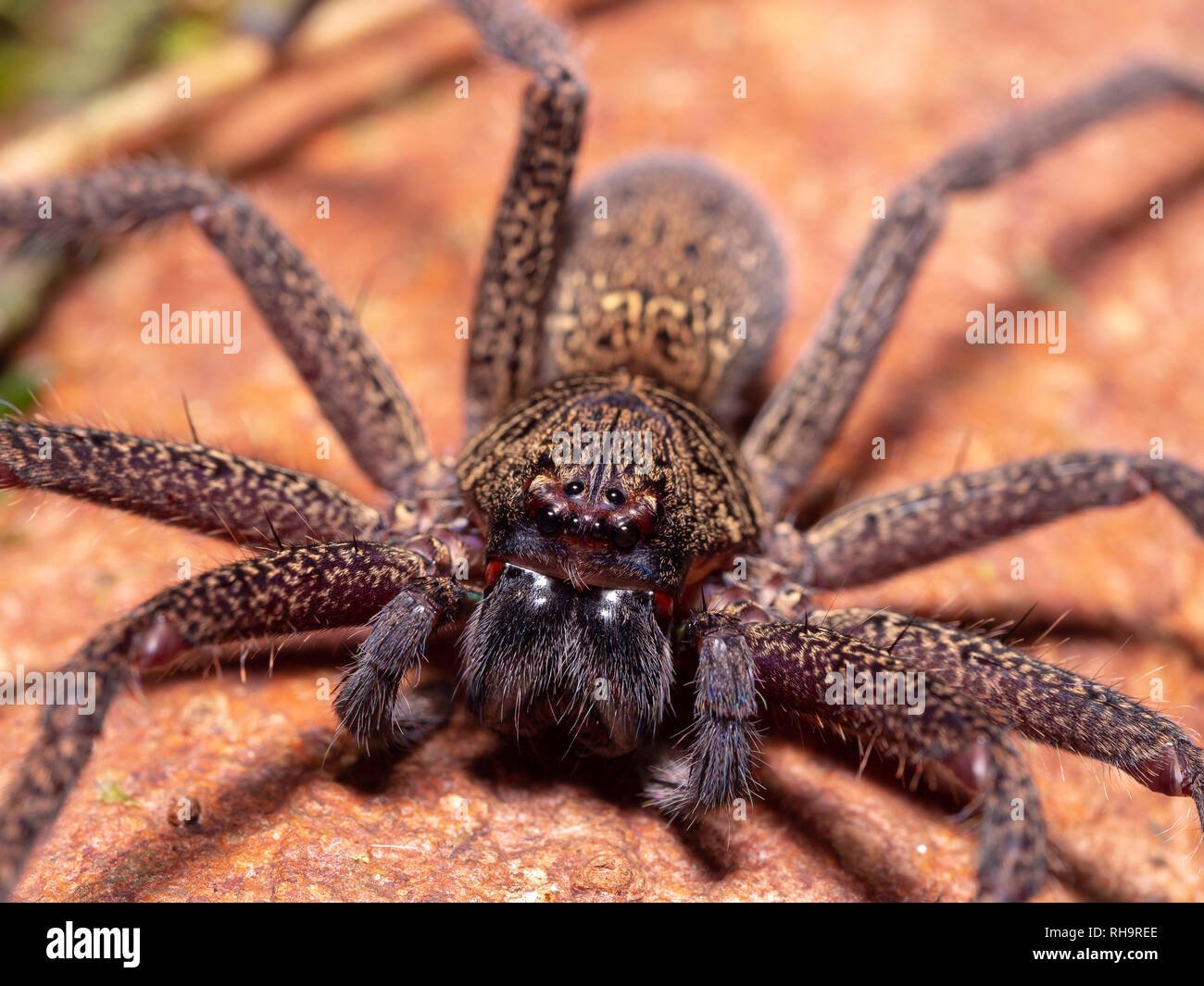 Huntsman spider (Sparassidae sp.) Gunung Mulu, Sarawak, Borneo, Malaysia Stockfoto