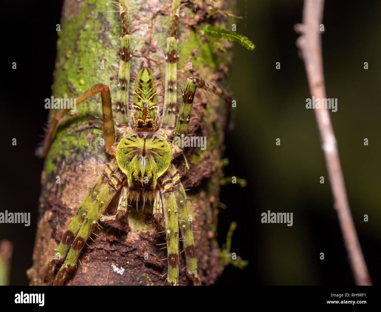 Flechten Huntsman Spider (Heteropoda boiei) im Gunung Mulu Sarawak, Borneo, Malyasia Stockfoto
