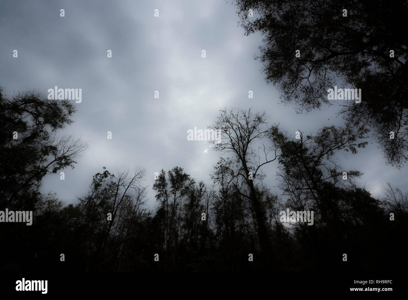 Moody Januar Winter Himmel im Norden von Florida. Stockfoto