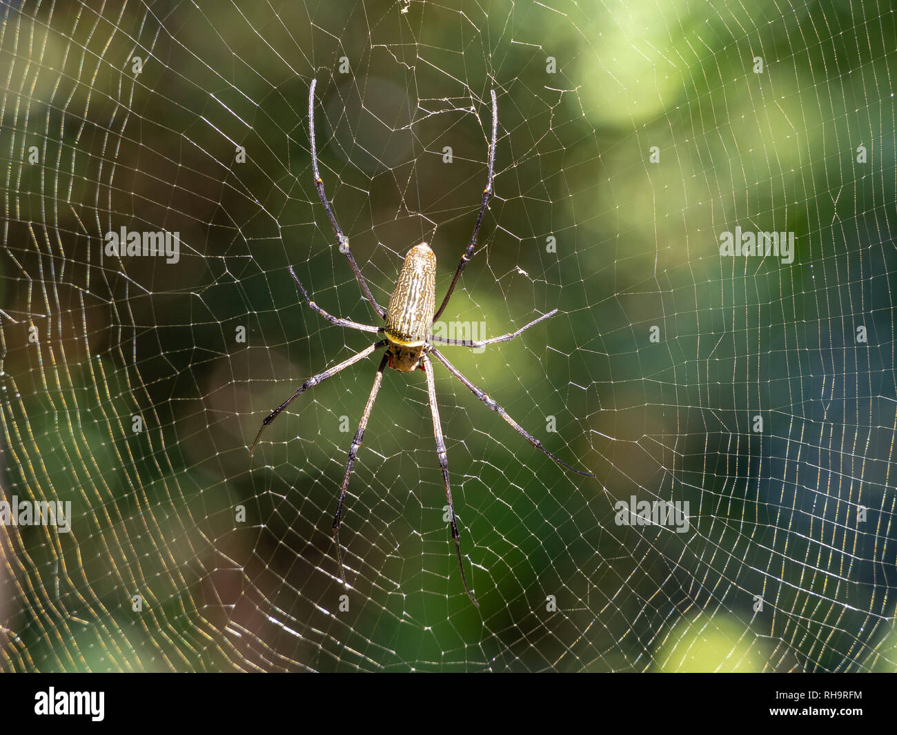Golden Orb Web Spider (Nephila pilipes) in Kinabatangan Wildlife Sanctuary, Sabah, Borneo, Malaysia Stockfoto