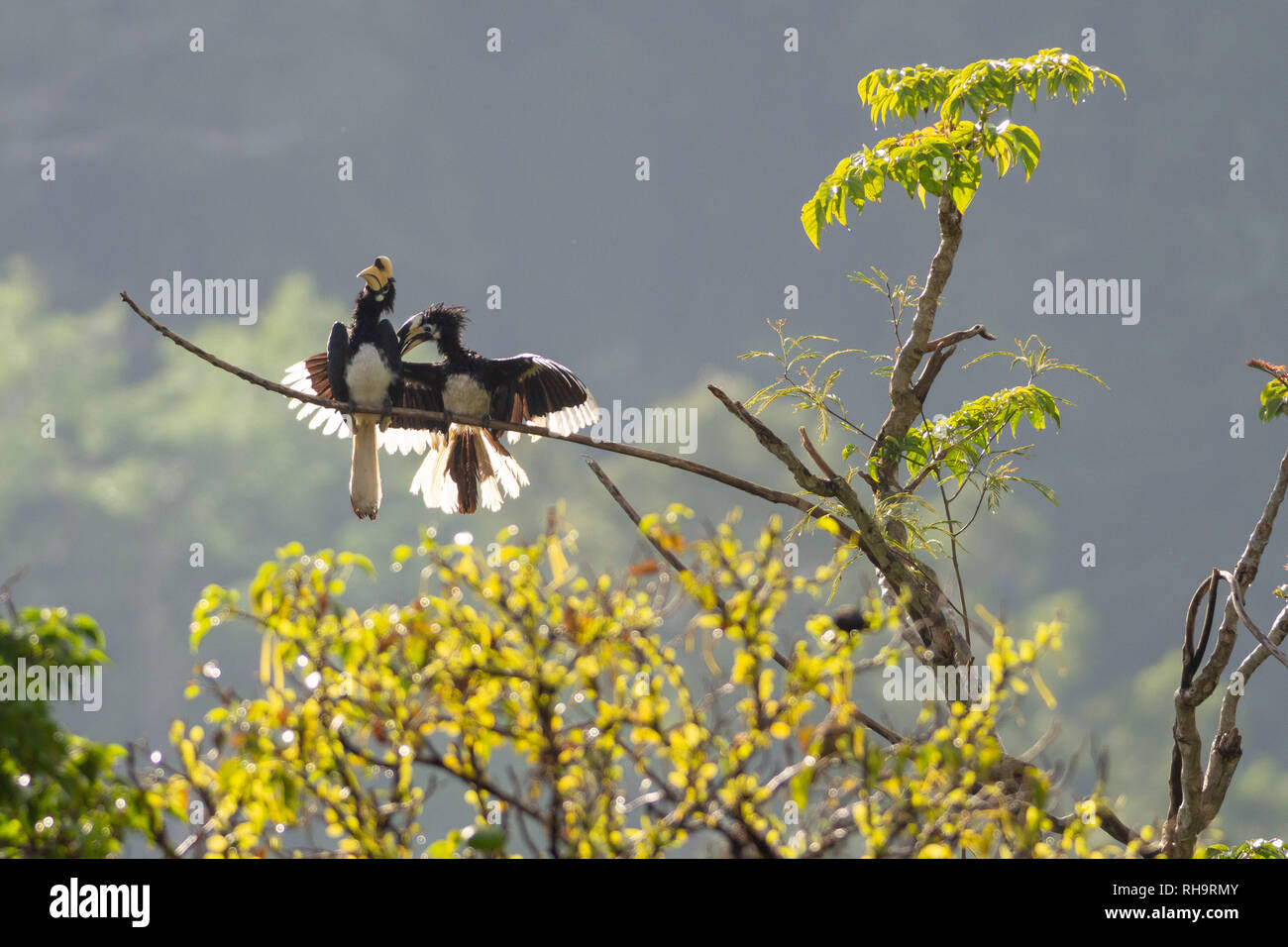 Orientalische pied Nashornvögel (Anthracoceros albirostris) im Taman Negara, Malaysia Stockfoto