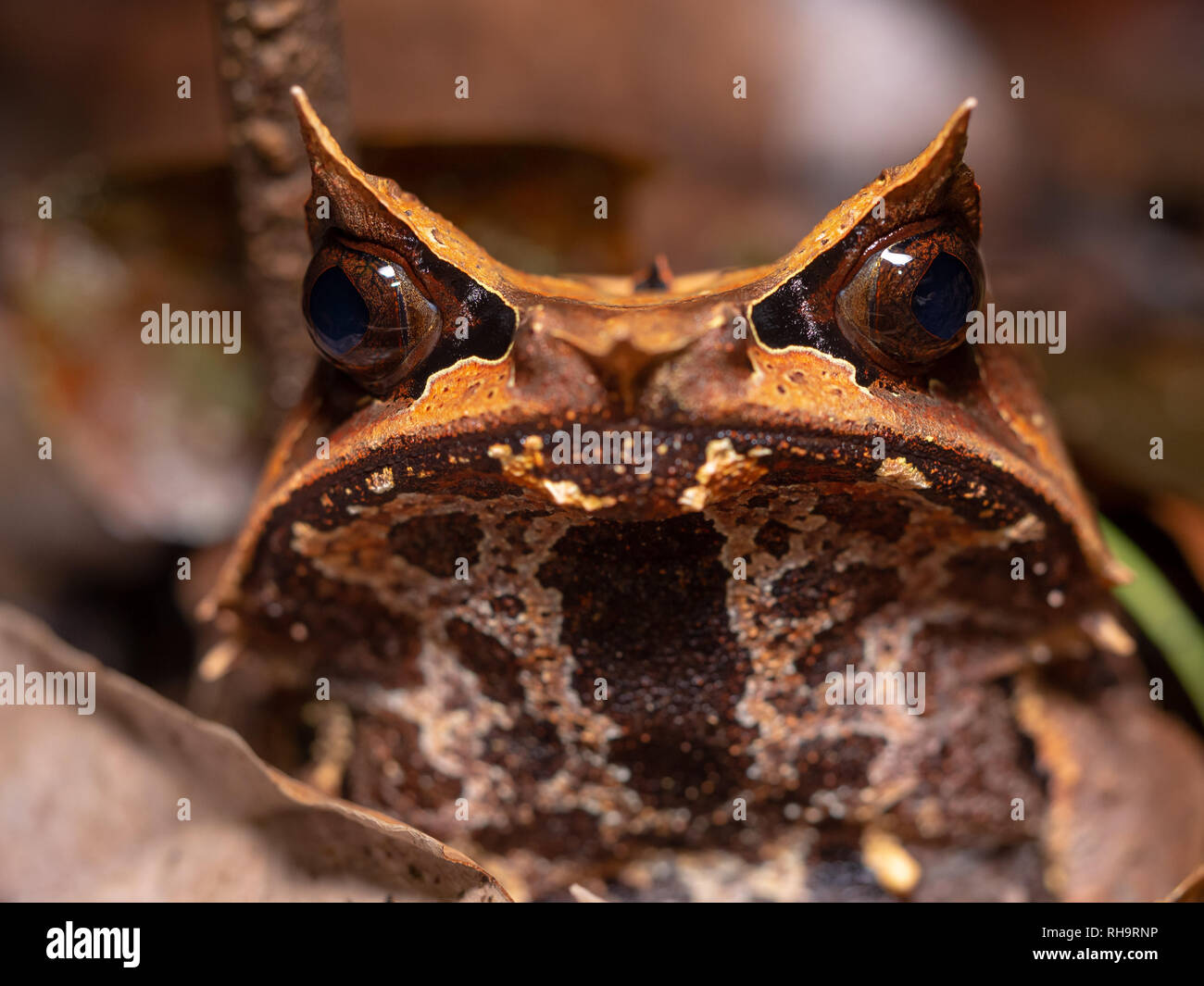Spitzzange horned Frog (Megophrys nasuta) in Tawau Hills Park, Borneo, Malaysia Stockfoto