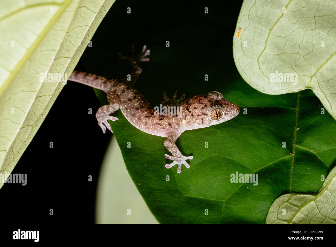 Gefleckte Haus Gekko Gecko (monarchus) im Taman Negara National Park, Malaysia Stockfoto