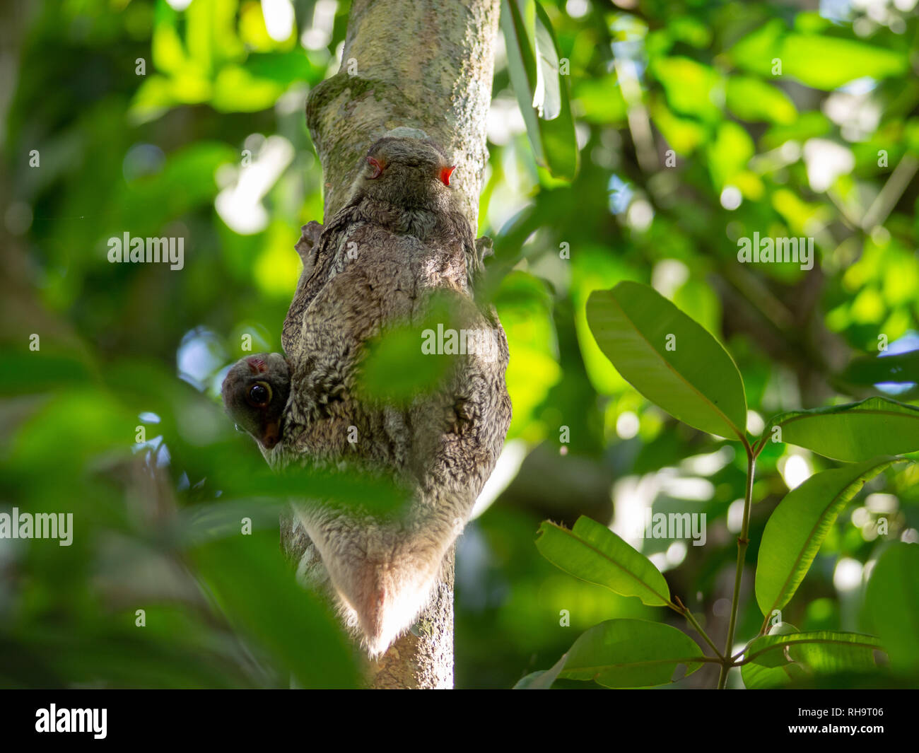 Sunda Flying Lemur (Galeopterus variegatus) mit Baby im Bako Nationalpark, Borneo, Malaysia Stockfoto