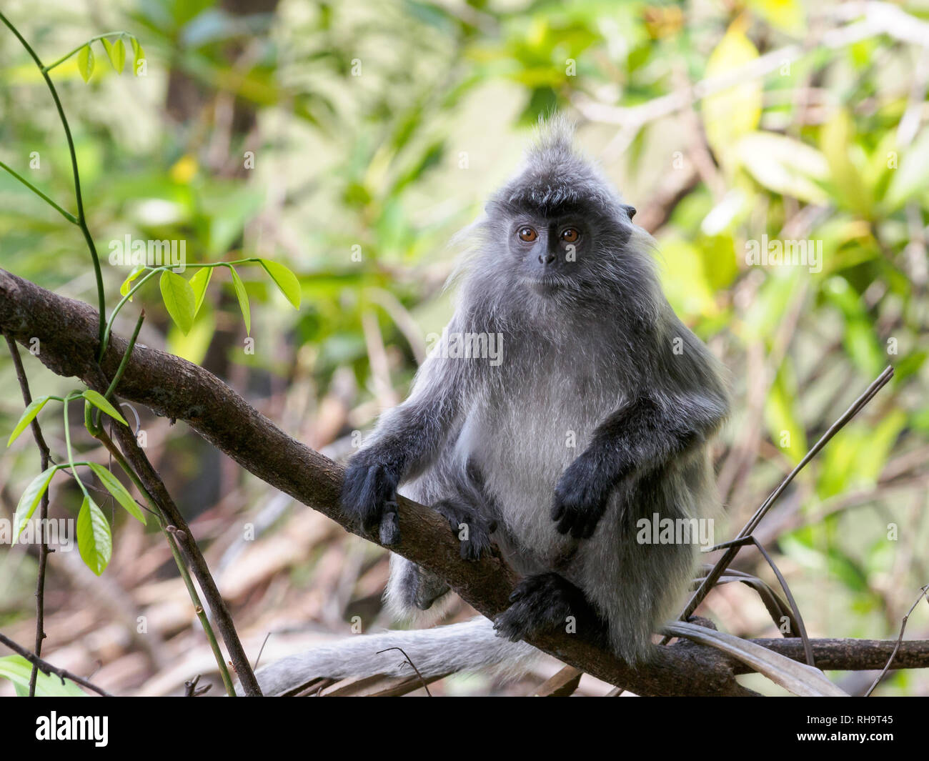 Versilbert Blatt Monkey (Trachypithecus cristatus), Bako Nationalpark, Borneo, Malaysia Stockfoto