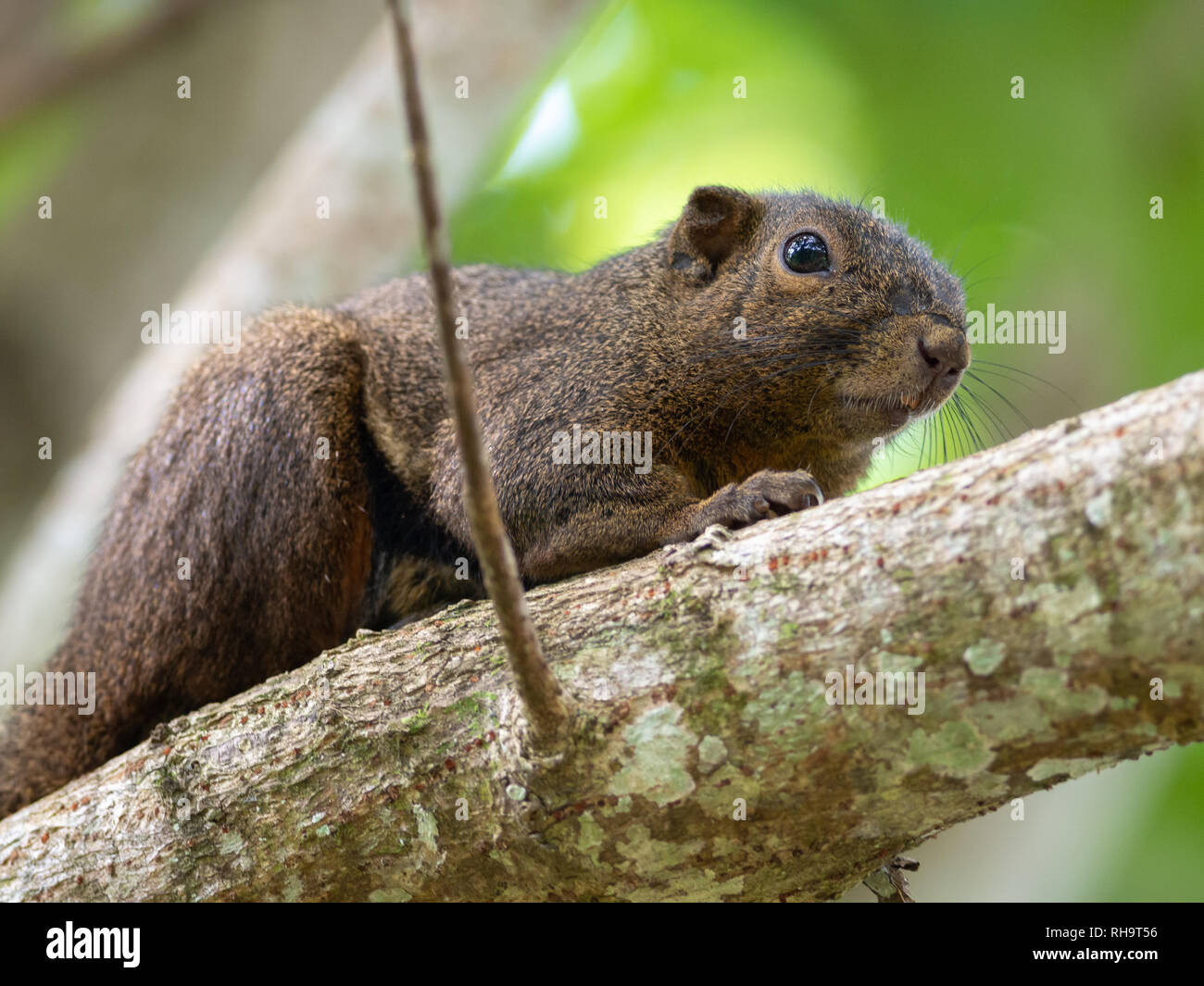 Wegerich Eichhörnchen (callosciurus Notatus) im Bako Nationalpark, Malaysia Stockfoto