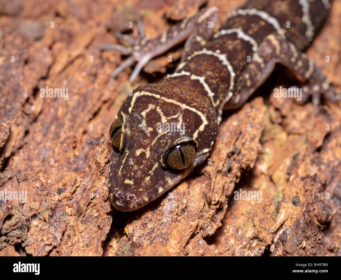 Peter's Wald Gecko (Cyrtodactylus consobrinus) im Bako Nationalpark, Borneo, Malaysia Stockfoto