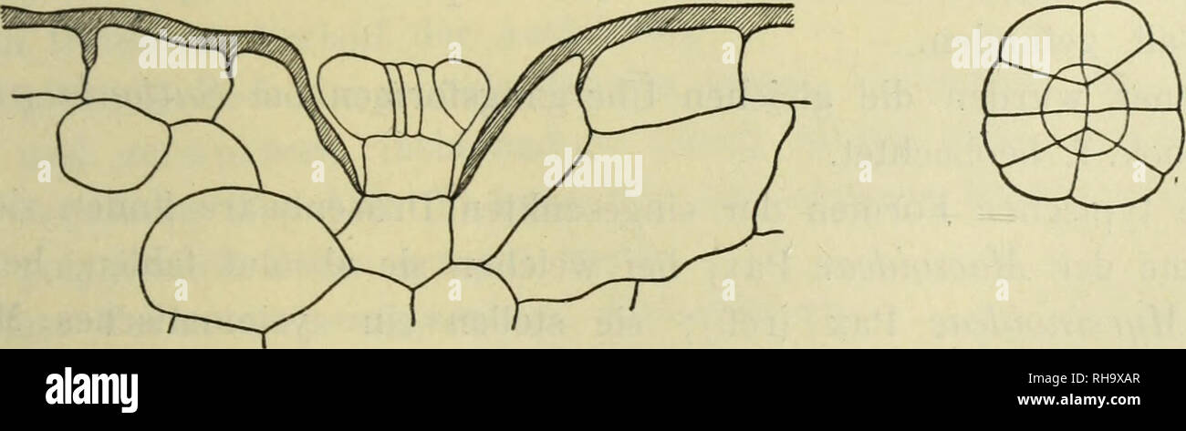 . Botanische Jahrbu? cher fu?r Systematik, Pflanzengeschichte und Pflanzengeographie. Botanik; Plantengeografie; Paleobotanie; Taxonomie; Pflanzen. n.&gt; il) liill/. II. Irii Ilolaiiis. Iirn. I. ilirhucliriri. Nr." JG. 27 Bosondois bonuTkcMiswi" Es sind Audi liiri - eiiii^c Ailcu von Ardisid Swarlz Untergattung^' ich Pinnhoidm (A. DC.) Mez: ardisia Korlhalsiand SrliofV., A. Taiistnnnniioia SchclV. uiul A.]) arhf/San, (Ira (Wall.) Mcz. Sic zciclnicu sich durch roichliclic und Sparrig verzweigte dichotoni Dnisenhaare aus (Abb. 13). Hier trägt das Ende jedes Zweiges ein lanzeltliches 1 - Ich zelliges Drüsenköpf Stockfoto