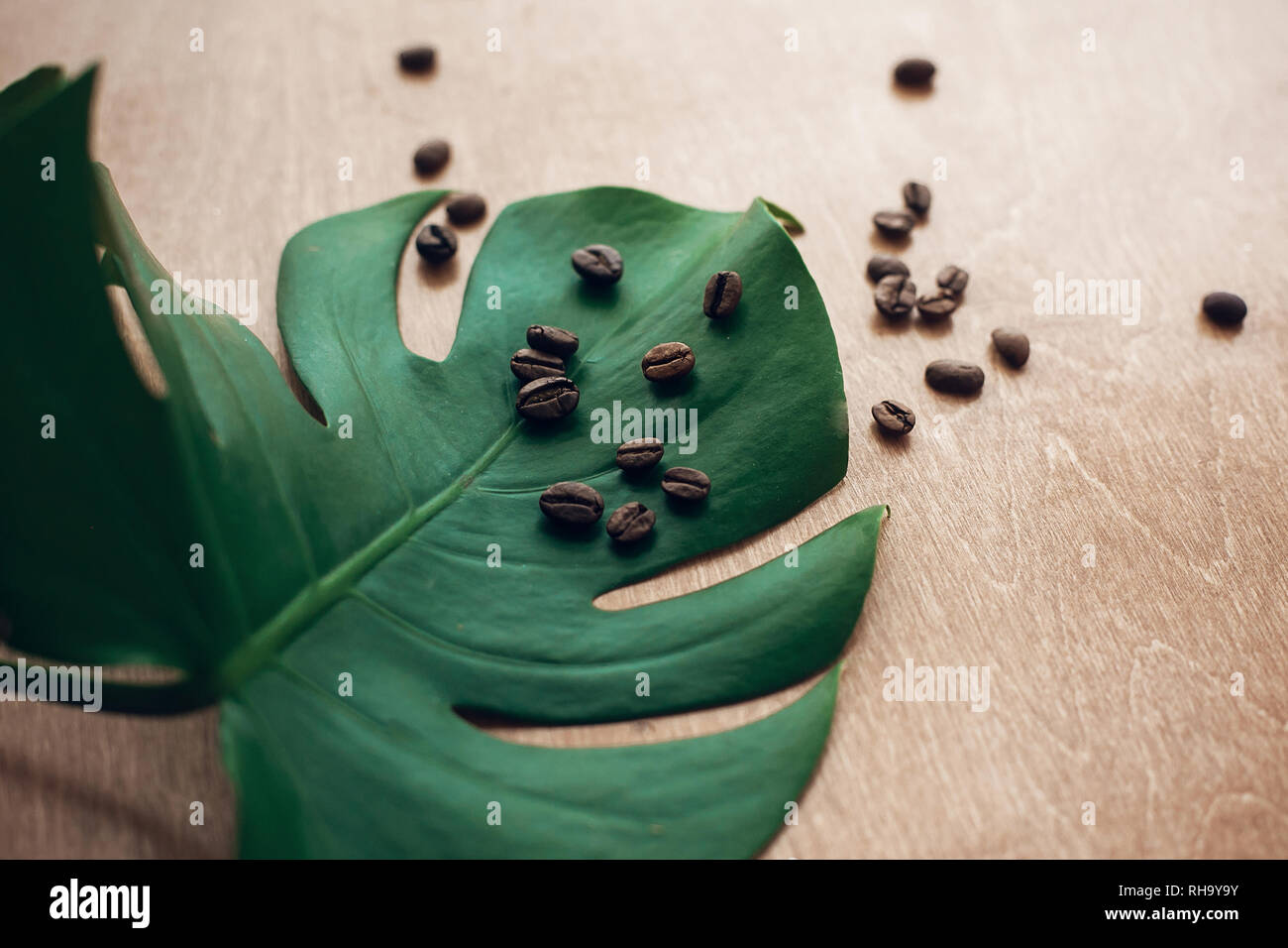 Stilvolle Bild von gerösteten Kaffeebohnen auf Grün monstera Blatt auf rustikalem Holz in Licht. Eco Kaffeebohnen Konzept, morgen Hot Drink mit Energie und Arom Stockfoto