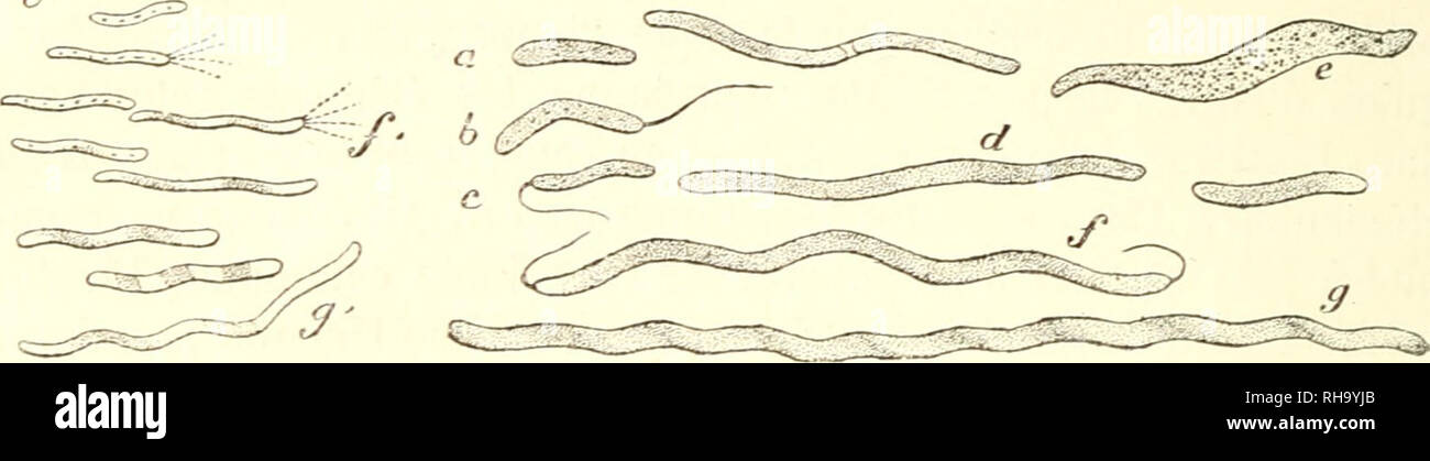 . Botanique cryptogamique Pharmako-mdicale: Programm raisonn d'un cours bekennen, l'Ecole suprieure de Pharmacie de Paris. Die fermentierung. 262 BOÃANinUE CRYPTOGAMIQUE J]'^. 82 j. V. SpiriUlun volutans Ehrb-.. etc.). Â Nouvelles obser - Innovationen de M. BÃ©ciiamp, de Gautier (A.) et Ãtard (A.). Abb. 82. Â Vibrio rugula, d "Après-ski-M. Erwärmung. De la putrÃ © Fraktion des Åufs: Bemerkungen de Haben^ Ã BÃ©Cà® iamp, Coinquilino&gt;. Anpassung de la thÃ©orie de Pasteur à l'explication de © nomÃ phÃ¨ne. Bemerkungen de S. Miguel. Nouveau Bdcillus de Gärung putride. Gärung cadavÃ © rique: Chevreul, Orfila, Le Stockfoto