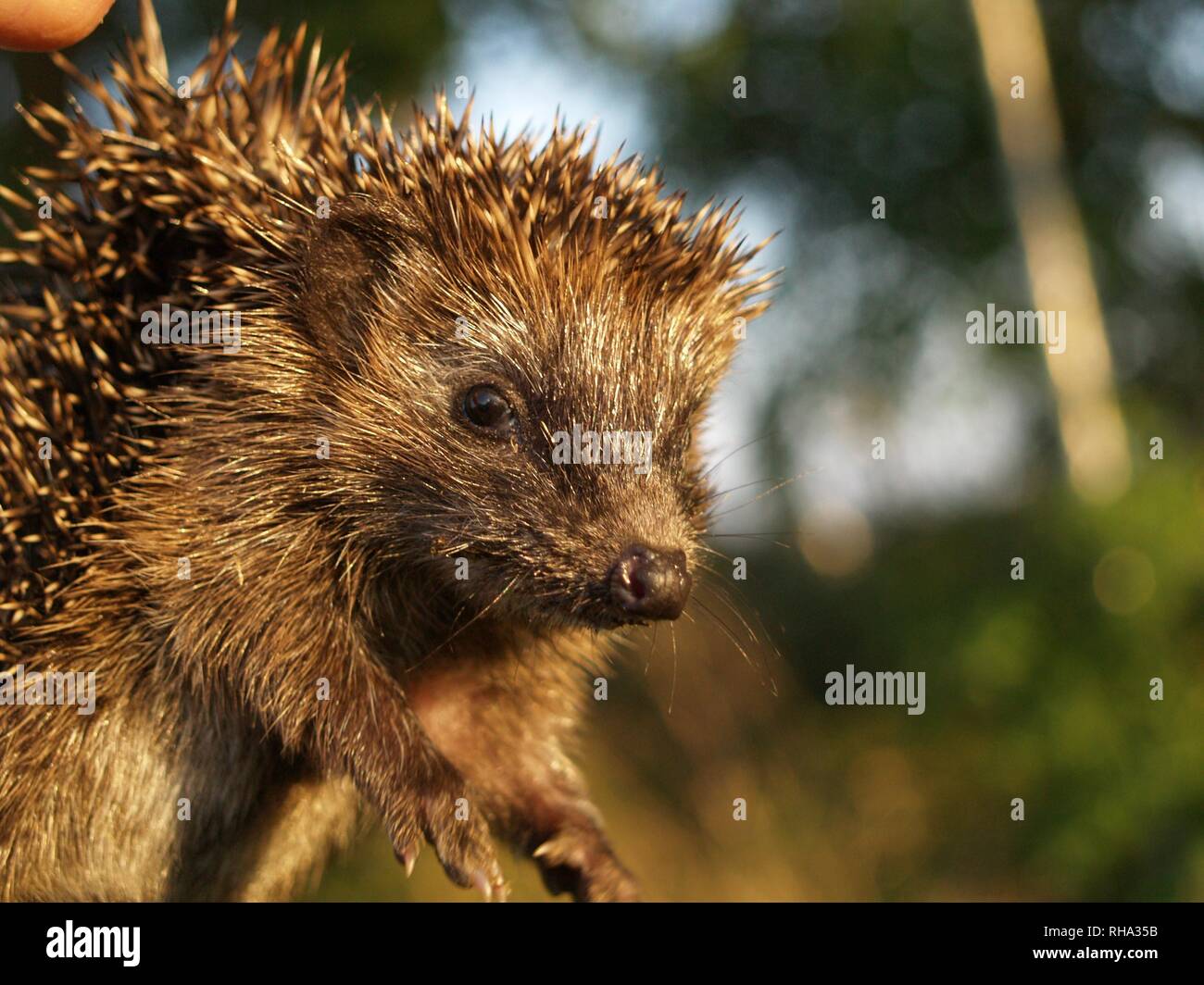Igel im sommer Fotos und Bildmaterial in hoher Auflösung Alamy