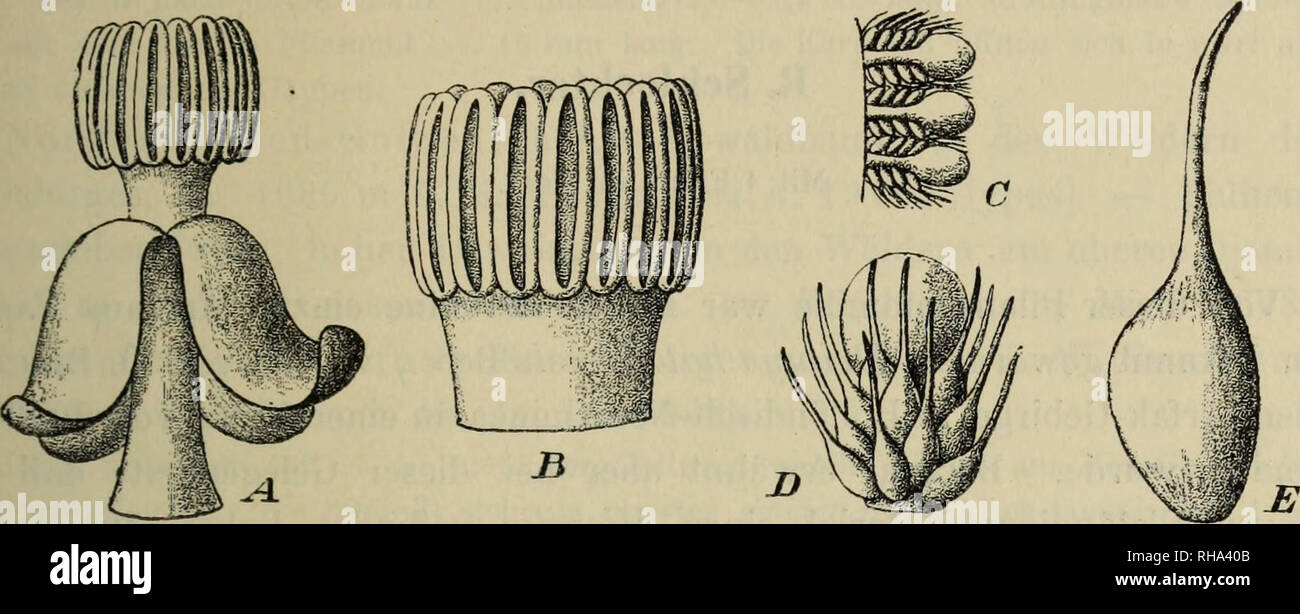 . Botanische Jahrbu? cher fu?r Systematik, Pflanzengeschichte und Pflanzengeographie. Botanik; Plantengeografie; Paleobotanie; Taxonomie; Pflanzen. R. schlechter, Eine Neue Balanophoracee Papuasiens. 69 Ein Braungelber, fleischiger, bis 11 cm hoher Parasit mit fleischigen, dicht mit kleinen und größeren Warzen Warzen zerstreuten bedecktem Rhizom, dessen dickere Köpfe wie bei einigen phalloiden Pilsen becherförmig aufspringen. Aus diesem Becher erhebt sich der kurze Schaft, welcher wohl stets nur vier längliche, stumpfe, 2 - 3 cm lange Hochblätter trägt. Sterben männliche SSlütentraube ist dicht vielblü Stockfoto